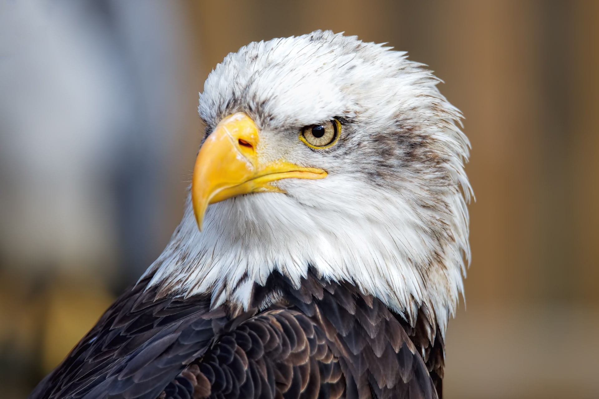 nature, animal, yellow, white, beck, wildlife, brown, bird, 1080P, bald Eagle, eagle - Bird, bird of Prey, beak, uSA, close-up, HD Wallpaper