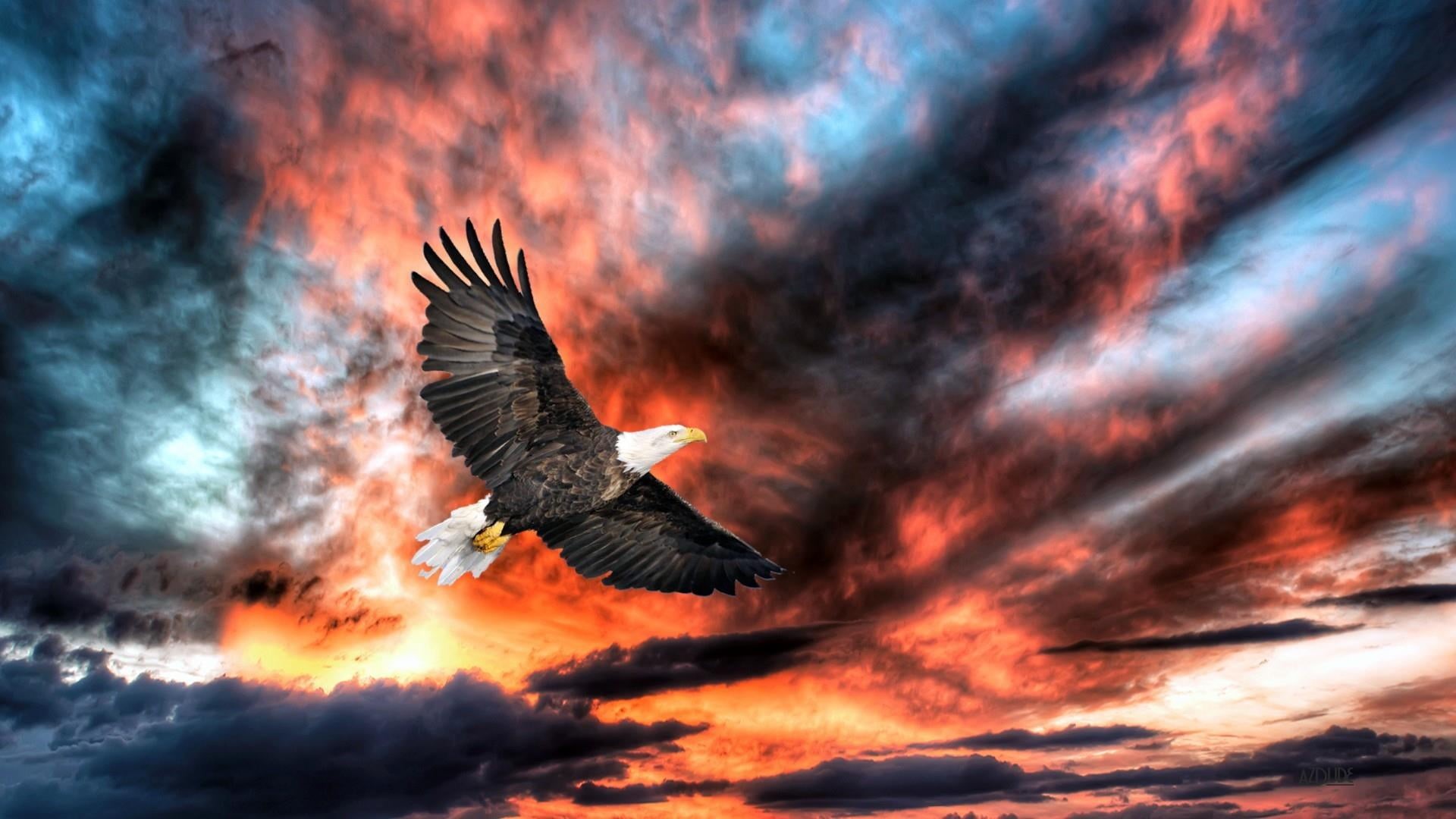 cloud - sky, no people, flying, animal, vertebrate, animals in the wild, mid-air, spread wings, clouds, beauty in nature, fly, animal wing, dramatic sky, HD Wallpaper