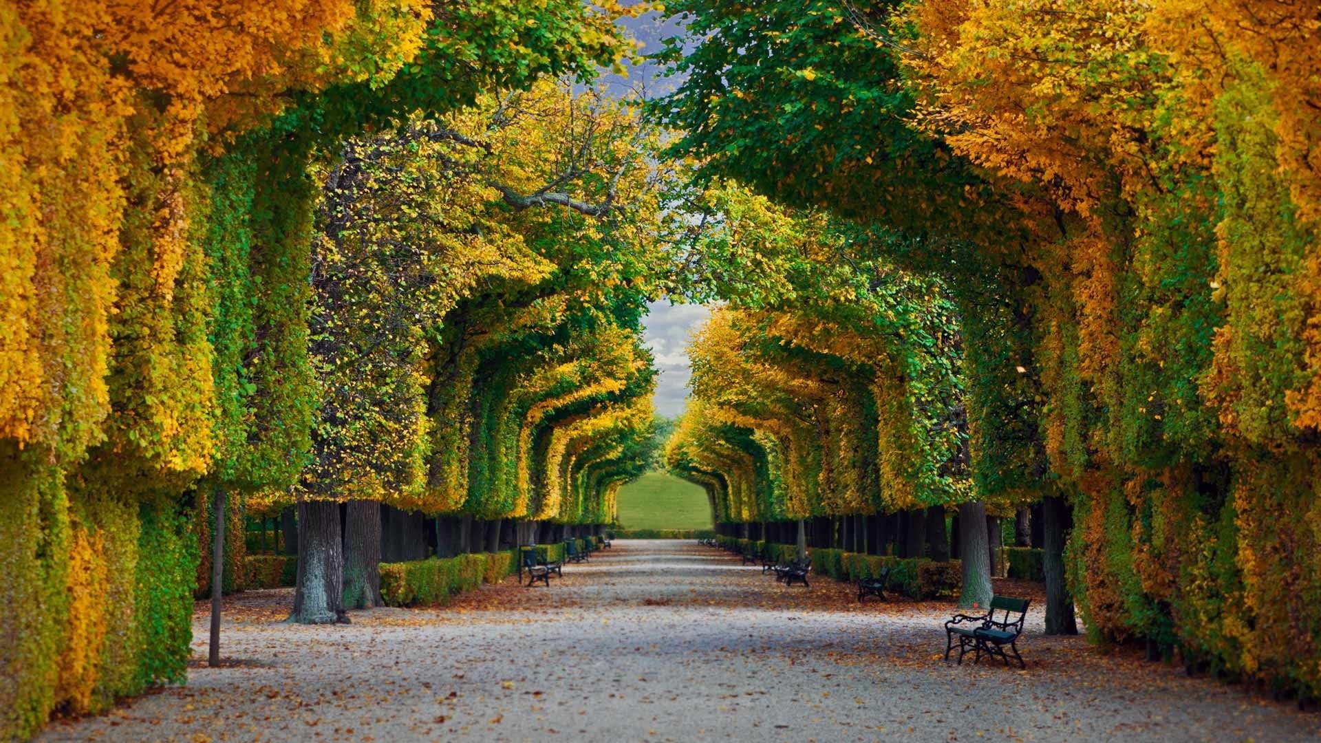 in a row, treelined, bench, Austria, nature, fall, outdoors, the way forward, 1080P, vanishing point, green, tree canopy, orange, straight, landscape, HD Wallpaper