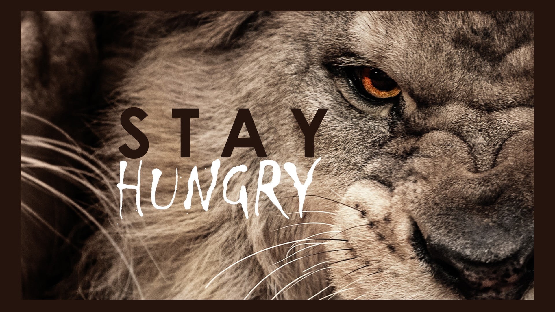 auto post production filter, whisker, transfer print, close-up, feline, mammal, animal themes, animal, animal eye, pets, typography, communication, brown, HD Wallpaper