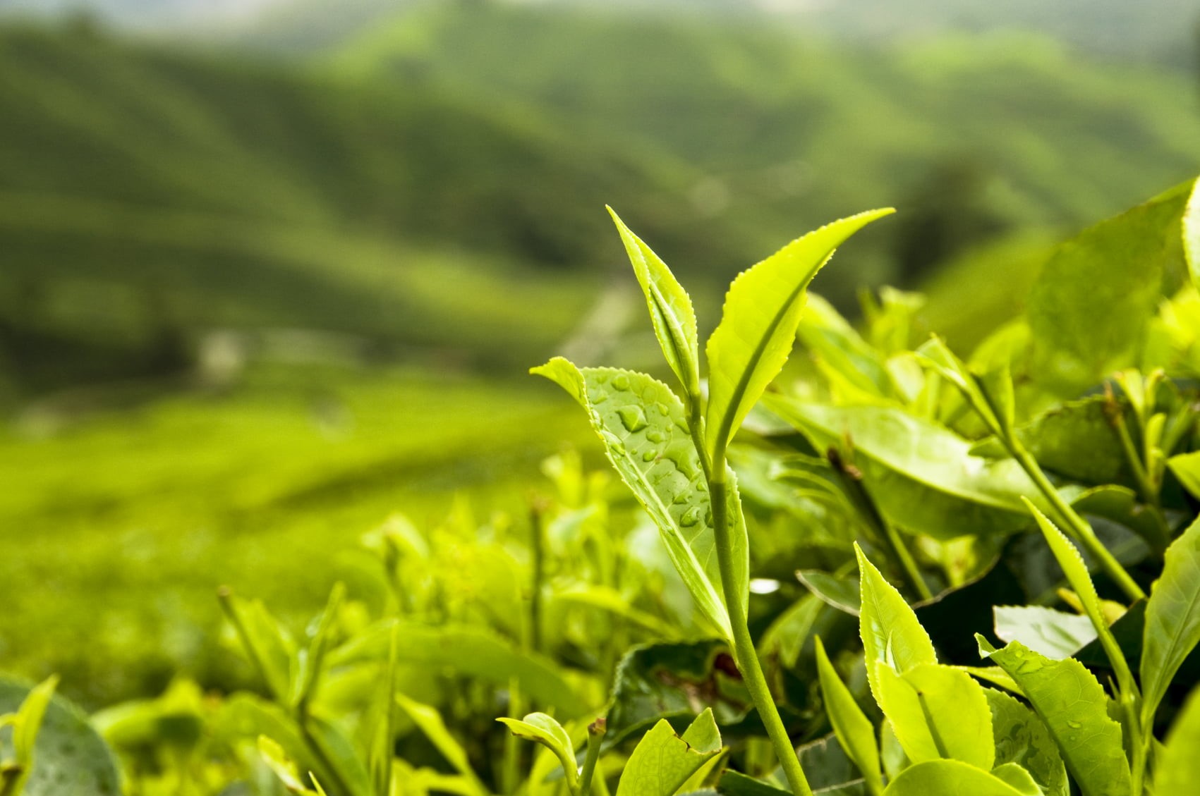 close-up photography, Farmers, leaf, National Organic Program, nature, close-up, Tea Leaves, photography, agriculture, outdoors, freshness, green, green Color, HD Wallpaper