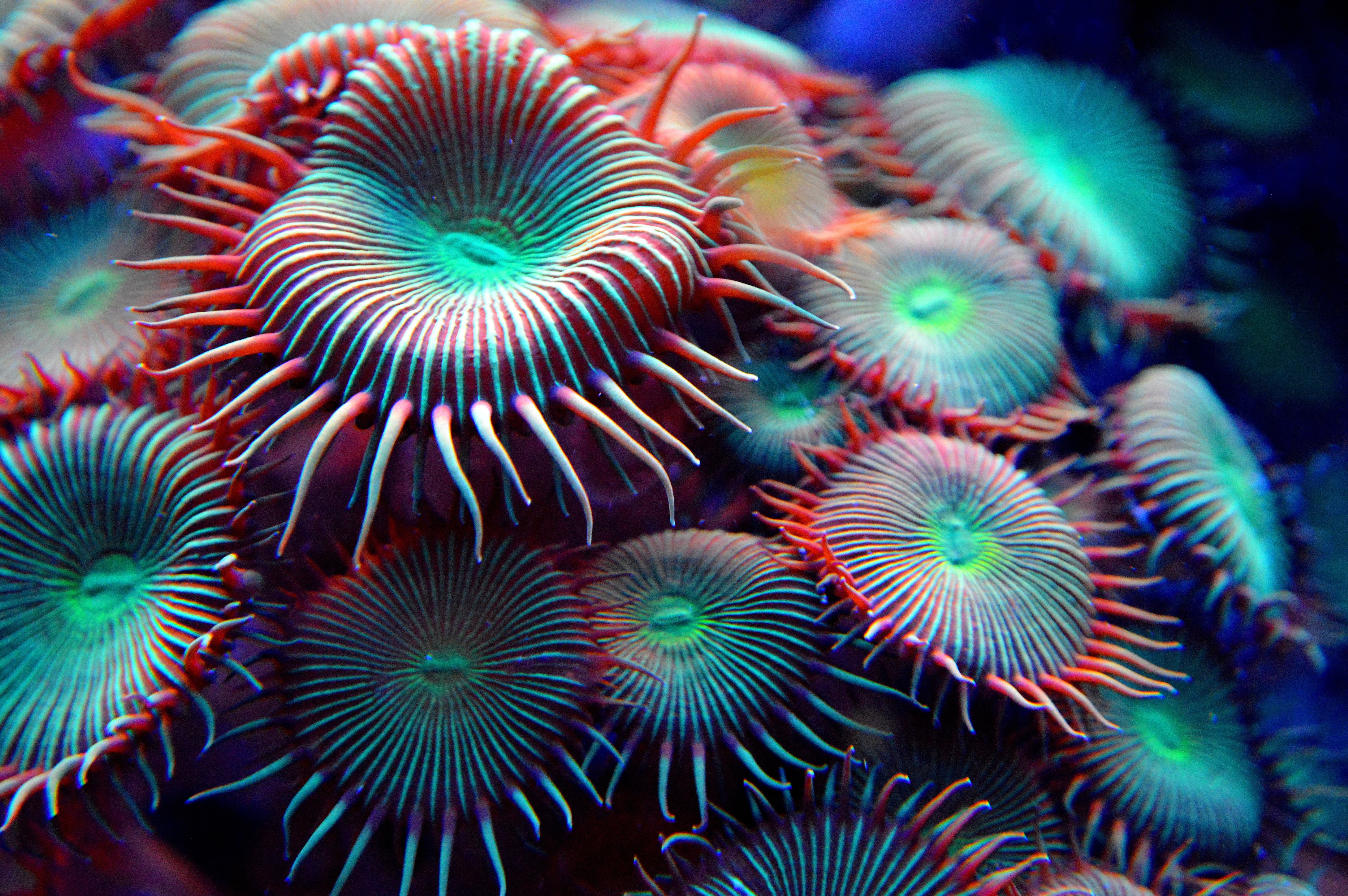 invertebrate, beauty in nature, aquarium, sea anemone, blue, flora, animals in the wild, close-up, reef, under-water, cay, large group of animals, undersea, HD Wallpaper