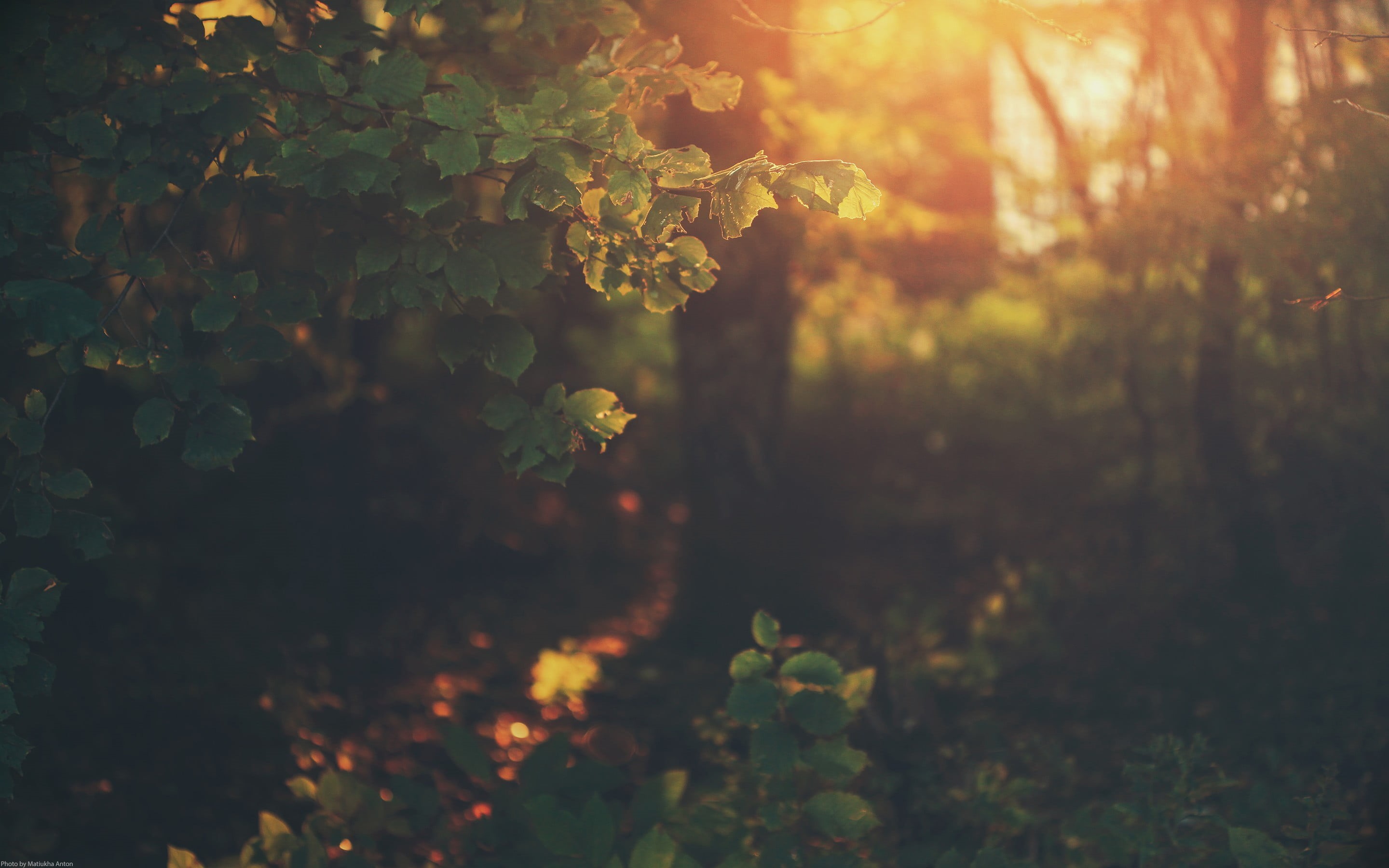 bright, environment, 2K, plant, sunrise - Dawn, grape, close-up, branch, abstract, backgrounds, bush, summer, light - Natural Phenomenon, sun, outdoors, HD Wallpaper