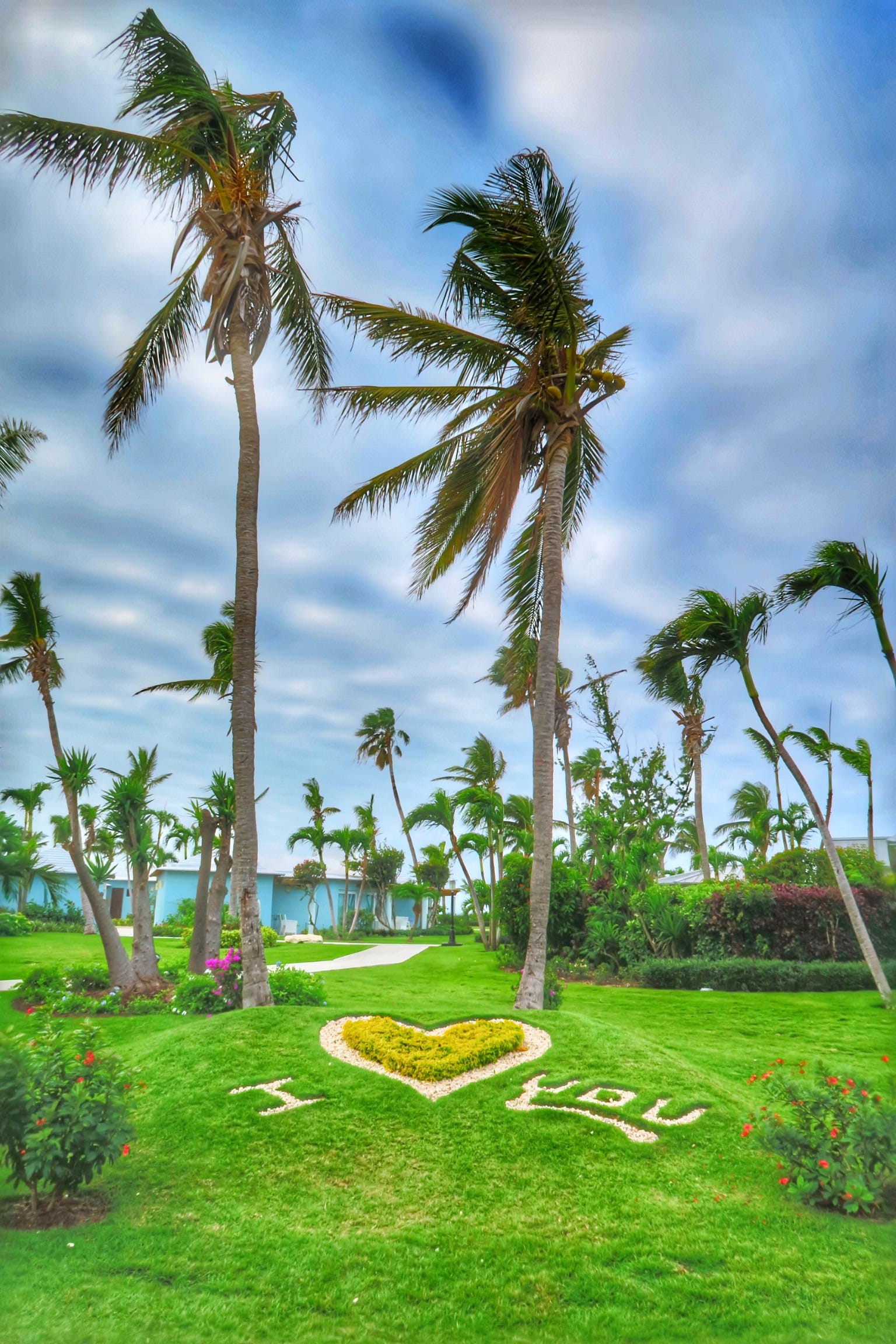 grass, no people, nature, land, lovers, 1080P, quotations, turks and caicos, cloud - sky, tree, day, palms, palm trees, beaches turks and caicos resort villages and spa, Phone HD Wallpaper