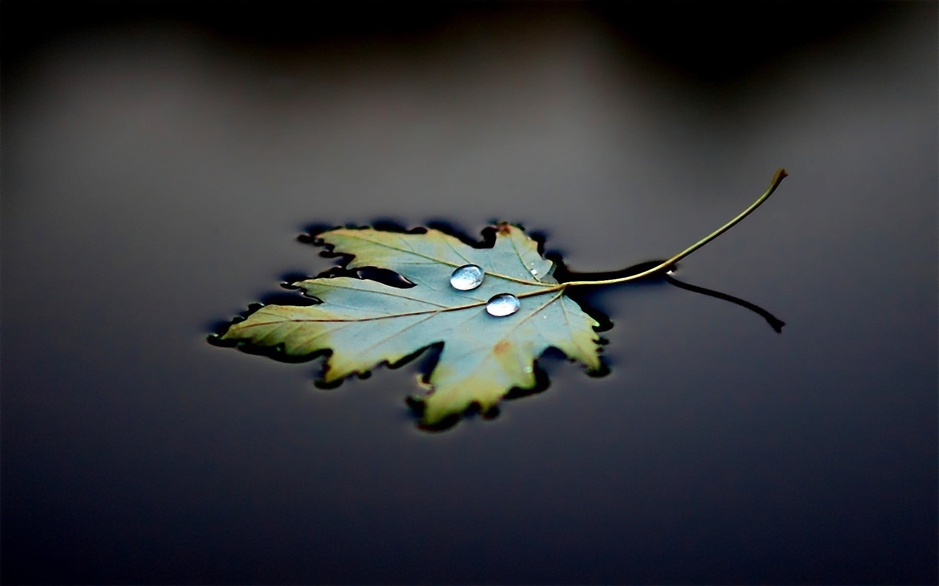 studio shot, fragility, colored background, macro, leaf, indoors, water, vulnerability, green, springtime, autumn, freshness, beauty In Nature, nature, HD Wallpaper