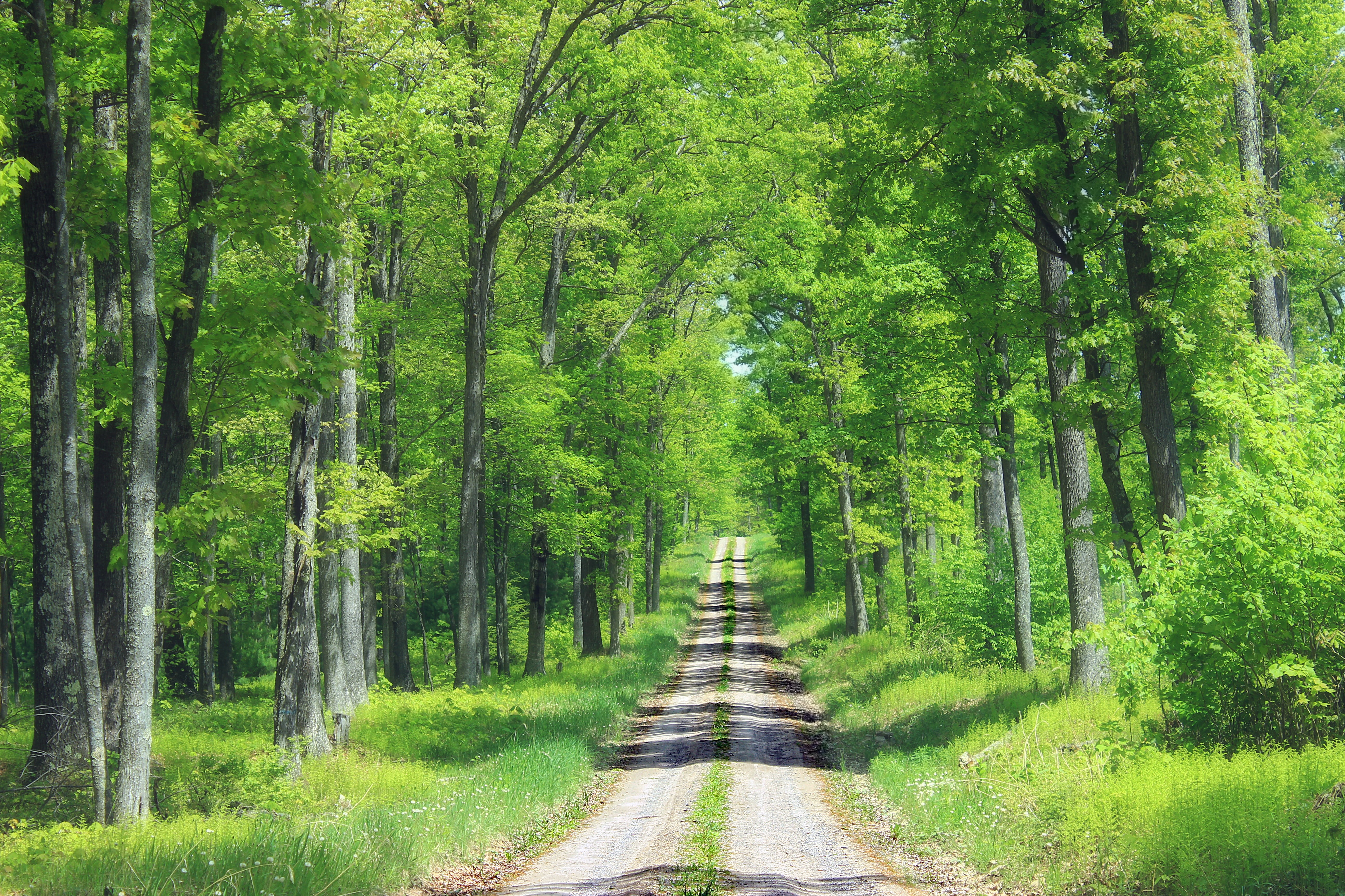 gravel road, trees, spring, forest, Sproul State Forest, Ridge Road, creative commons, 5K, outdoors, woodland, footpath, Centre County, tree, nature, road, HD Wallpaper