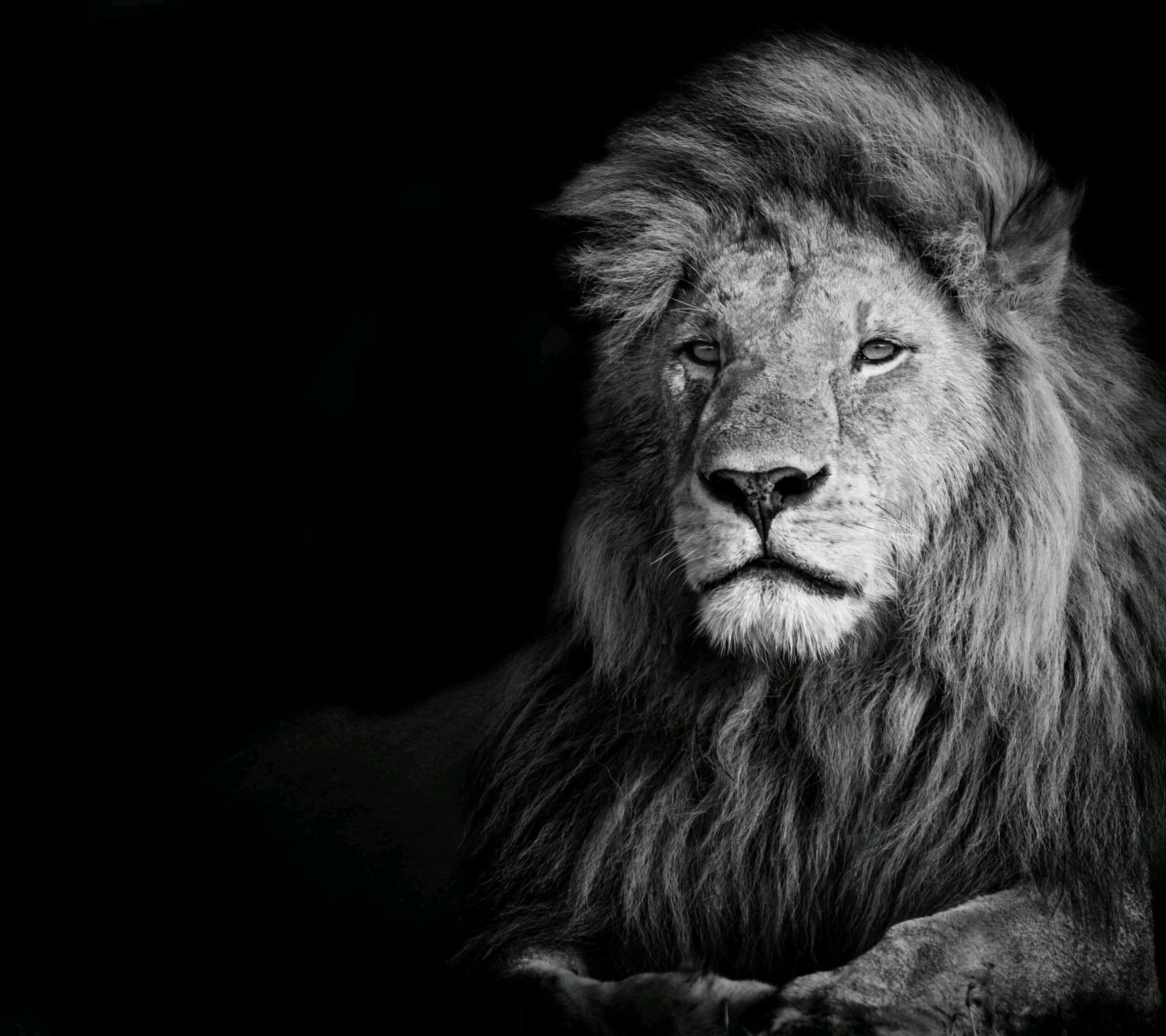 animal, looking away, animals in the wild, illustration, mammal, no people, 2K, photography, studio shot, one animal, looking, vertebrate, lion, animal wildlife, HD Wallpaper