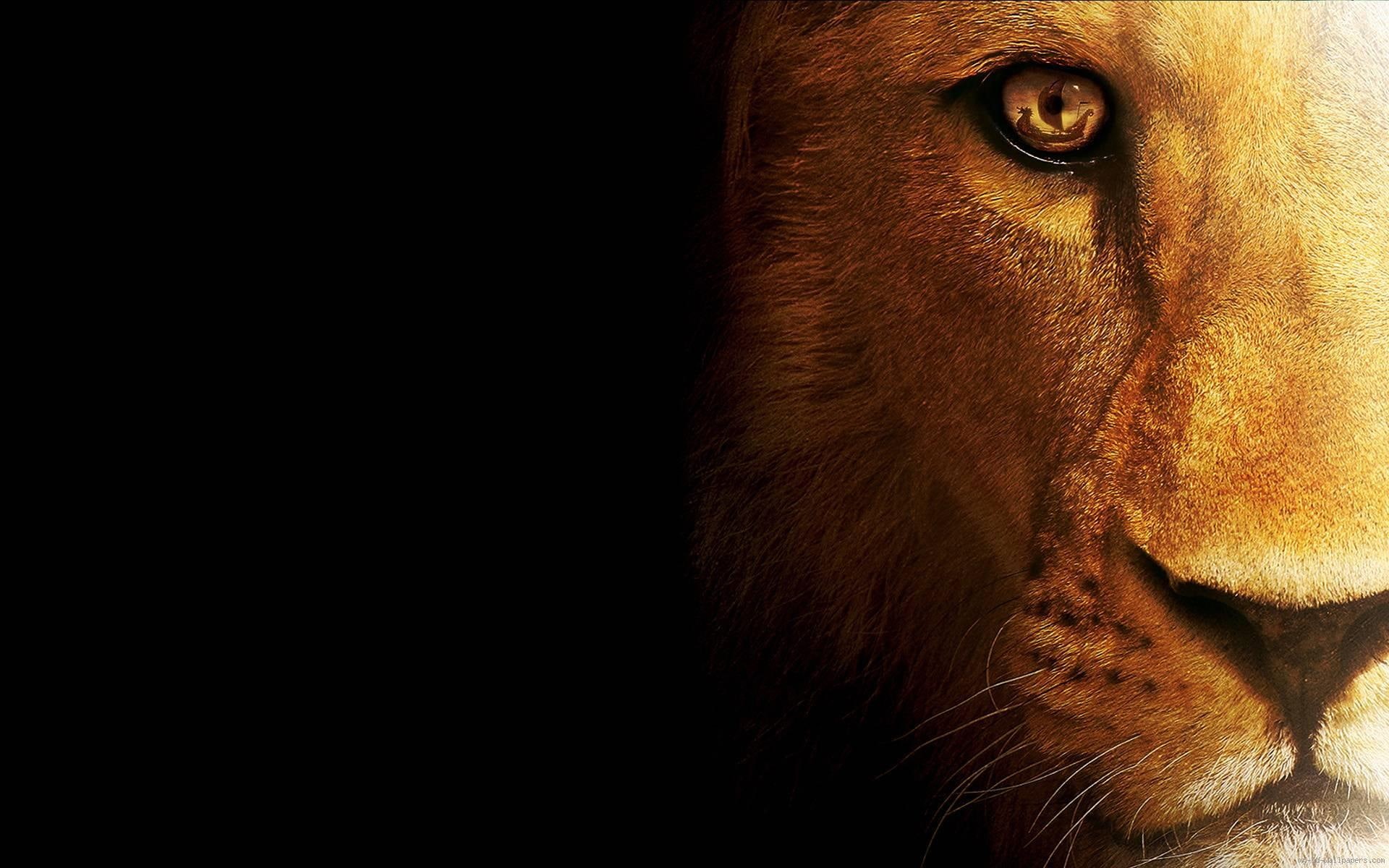 brown, animal, 1080P, graphic, lion, head, HD Wallpaper