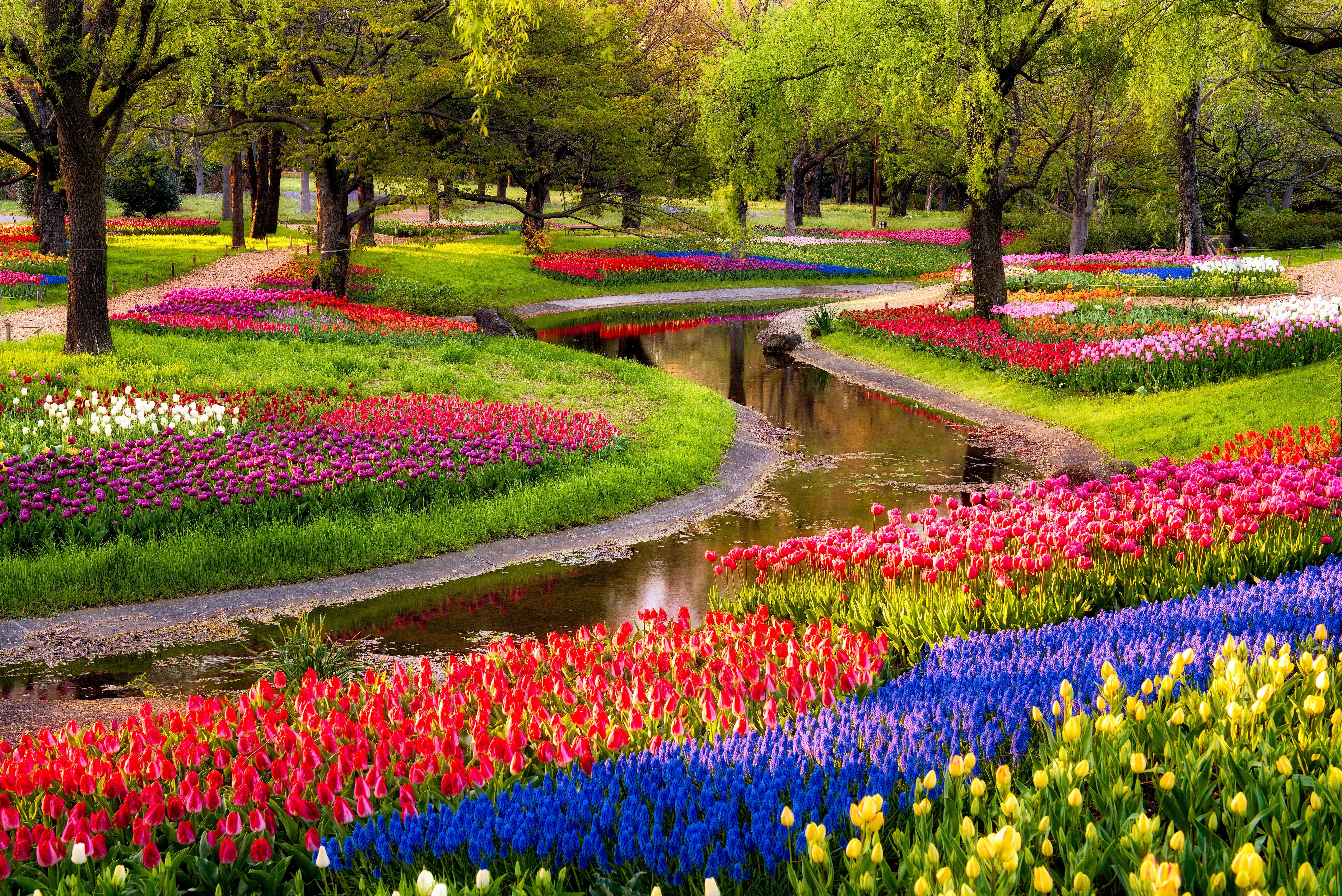 tulip, flowers, flowering plant, pink Color, lake, tree, spring, green Color, 5K, day, landscaped, summer, no People, sunrise, plant, ornamental Garden, HD Wallpaper