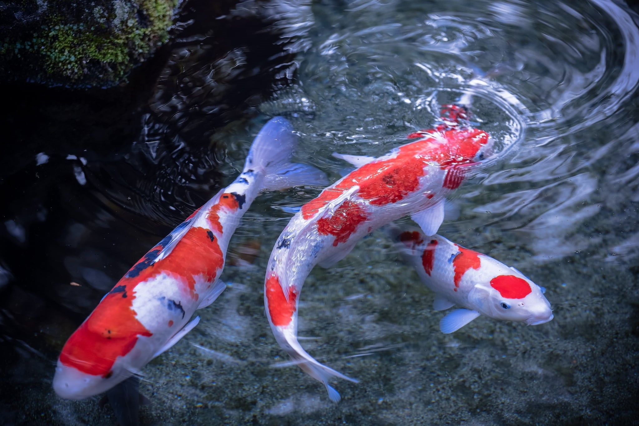 marine, multi Colored, group of animals, nature, koi, school of fish, sea life, no people, swimming, orange Color, vertebrate, animal wildlife, animal, HD Wallpaper