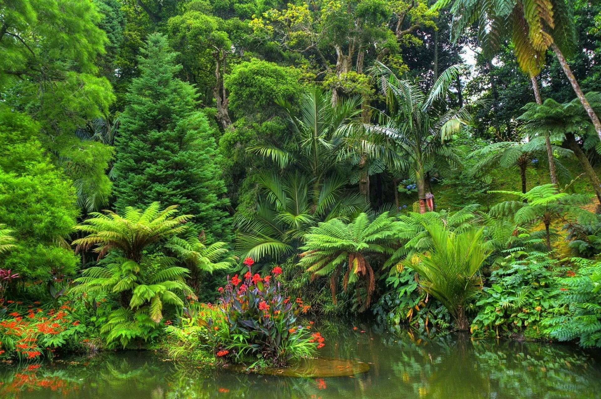 Flower, Rainforest, Pond, Earth, Forest, Jungle, Tropical, 1080P, HD Wallpaper