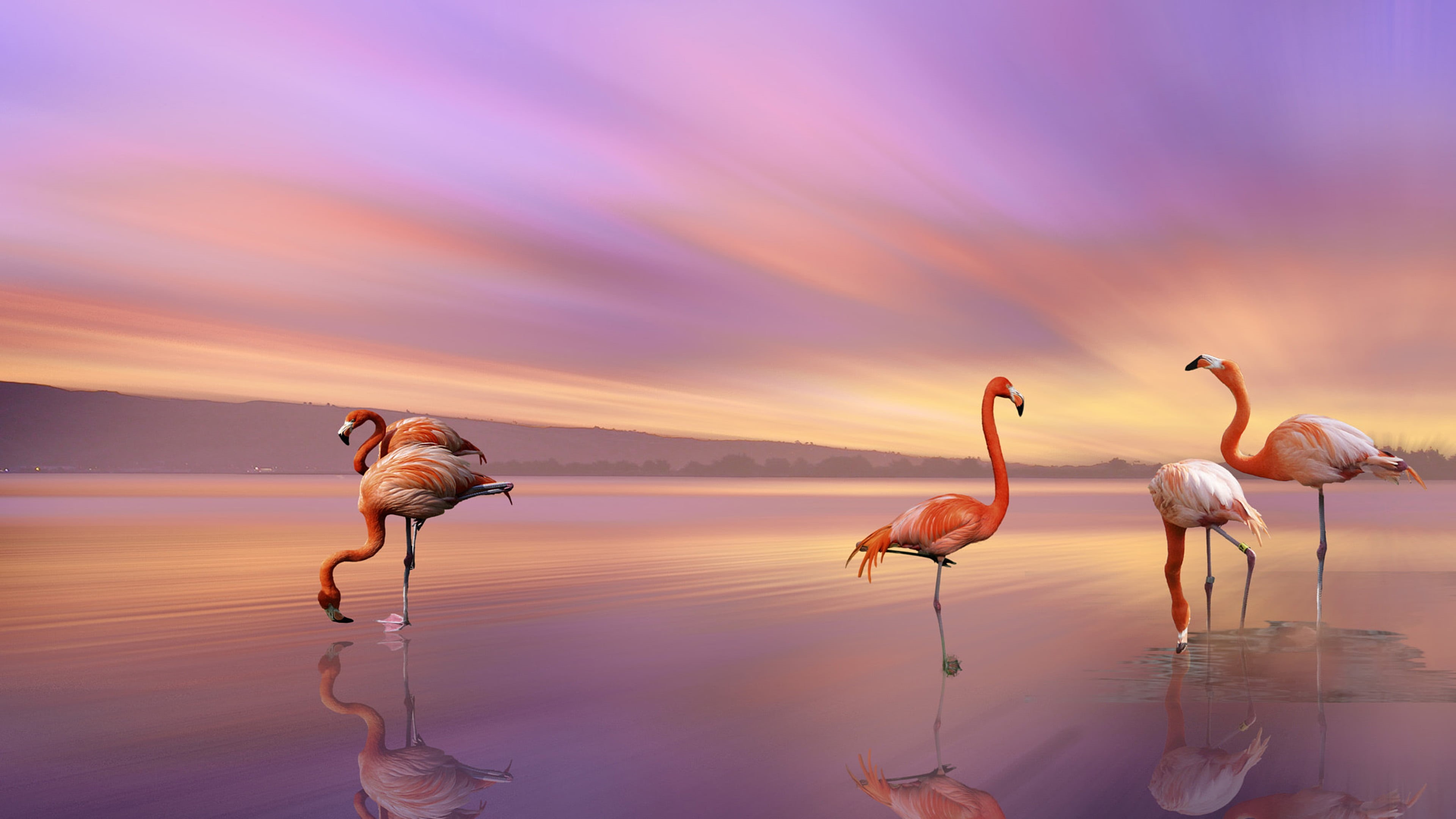beauty in nature, sea, vertebrate, animal themes, animal, greater, sky, tablet, water, middle, europe, tranquility, reflection, group of animals, HD Wallpaper
