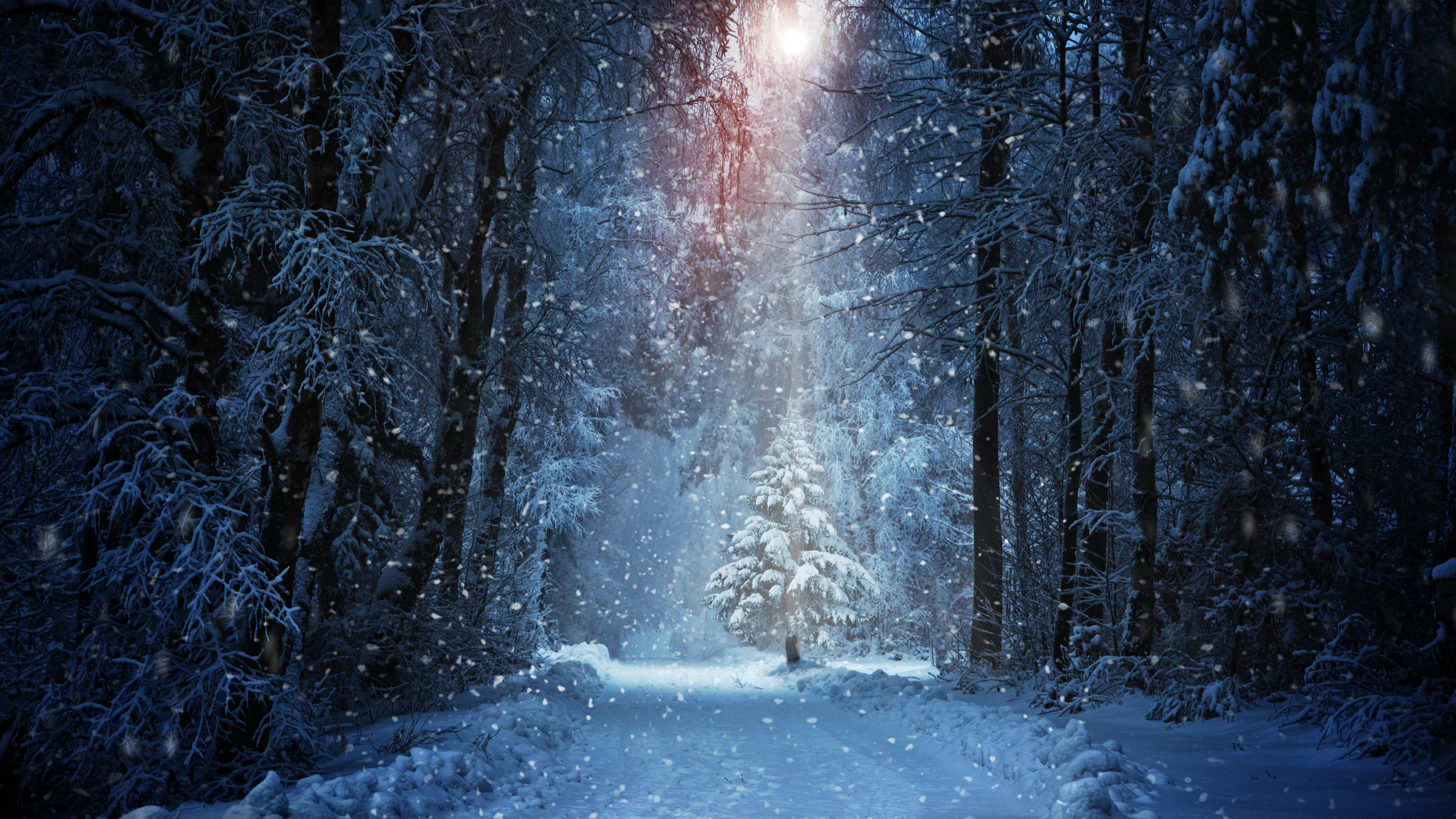 pine tree, snowfall, pine, christmas, winter, christmas tree, forest, 8k, tree, snow, 8K, snowing, 8k uhd, snowy, HD Wallpaper
