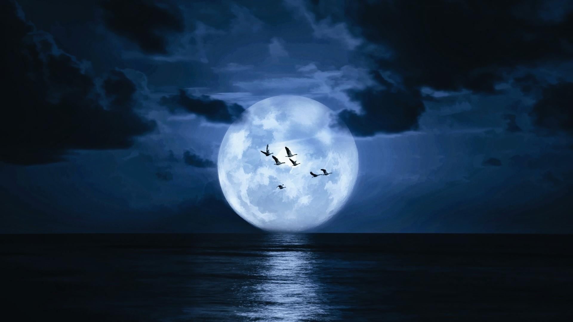 animals in the wild, outdoors, birds, vertebrate, water, sea, night sky, reflection, calm, animal wildlife, animal, darkness, 1080P, bird, nature, one person, HD Wallpaper
