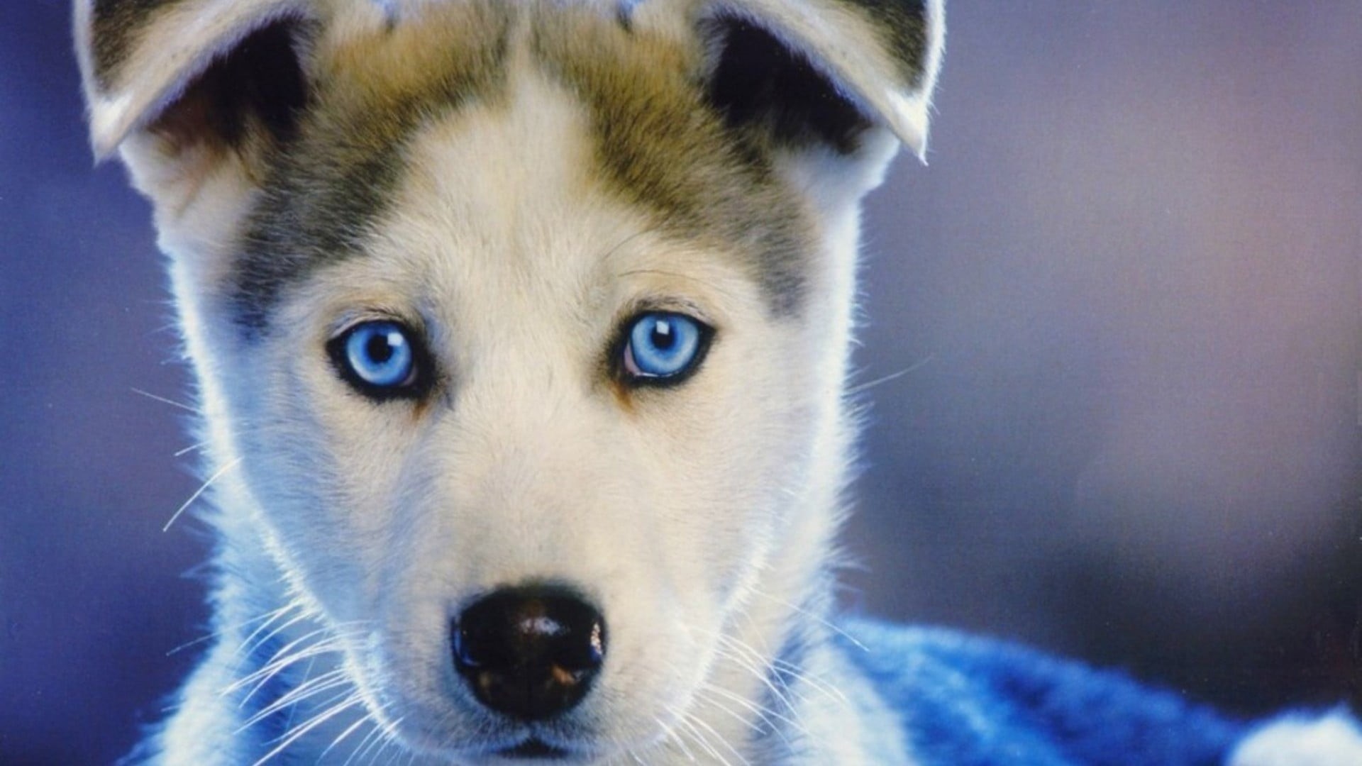 puppy, dog, siberian, blue eyes, Siberian Husky, close-up, animal head, brown, one animal, domestic, portrait, mammal, vertebrate, white, no people, blue, HD Wallpaper