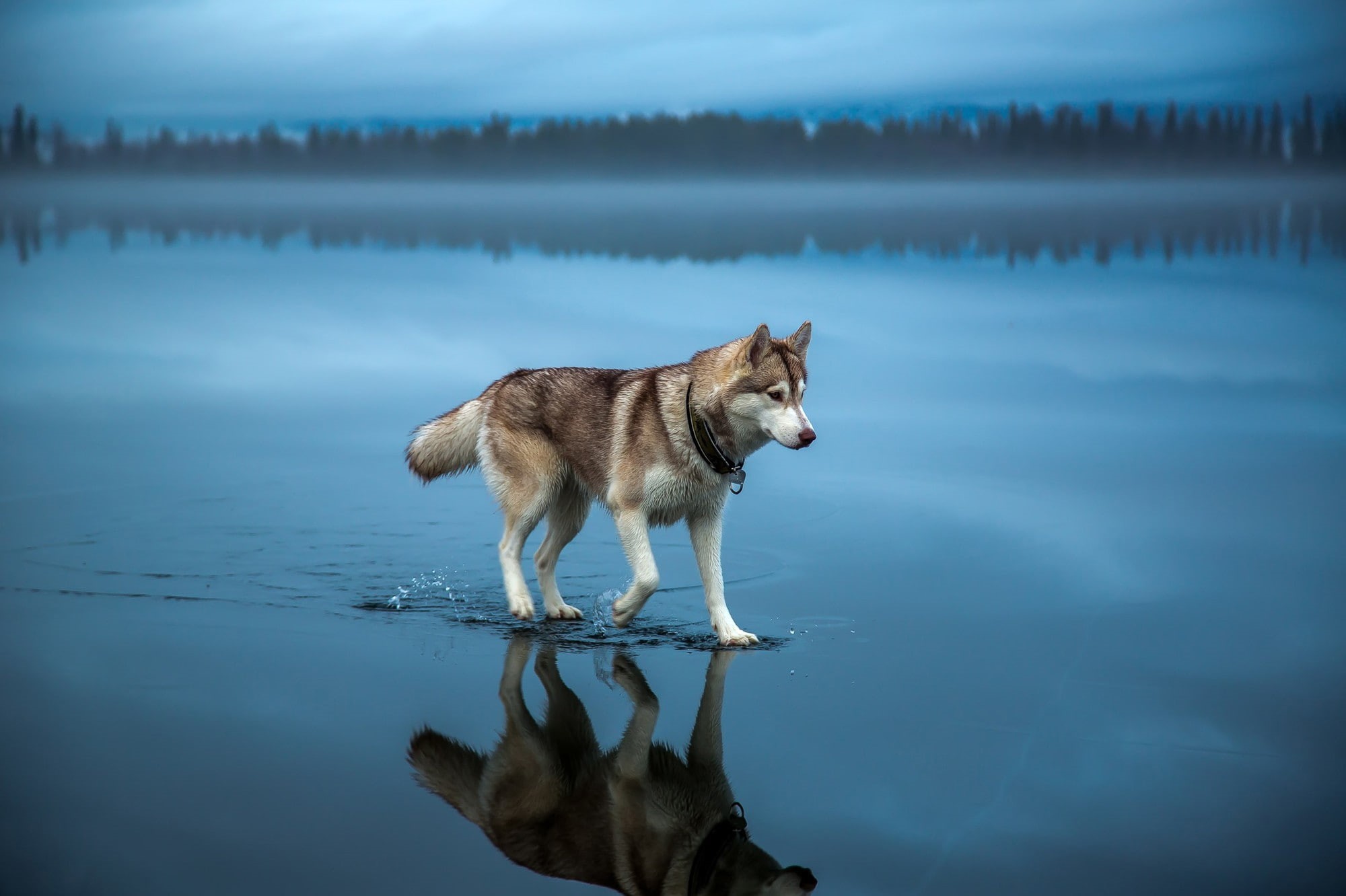 dog, clouds, water, blue, forest, lake, landscape, Siberian Husky, 1080P, walking, reflection, trees, depth of field, animals, nature, mist, alone, HD Wallpaper