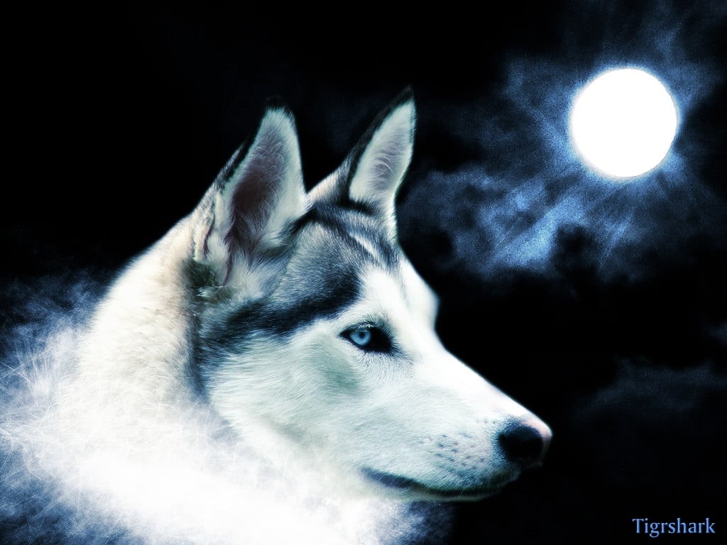 sled dog, animal themes, adult, dog, vertebrate, animal head, night, profile view, focus on foreground, black, Moon, Siberian Husky , black background, HD Wallpaper