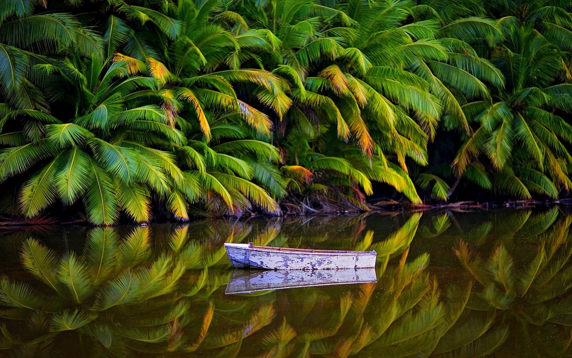 waterfront, tranquility, no people, jungle, water, nature, scenics - nature, day, landscape, tropical climate, beauty in nature, white, green color, 1080P, HD Wallpaper