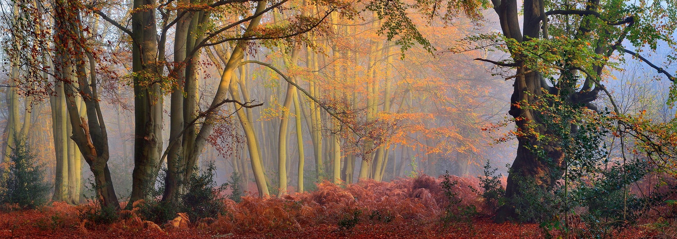 sun rays, tree, scenics - nature, change, trees, tranquil scene, autumn collection, growth, trunk, tranquility, green, land, tree trunk, shrubs, morning, HD Wallpaper