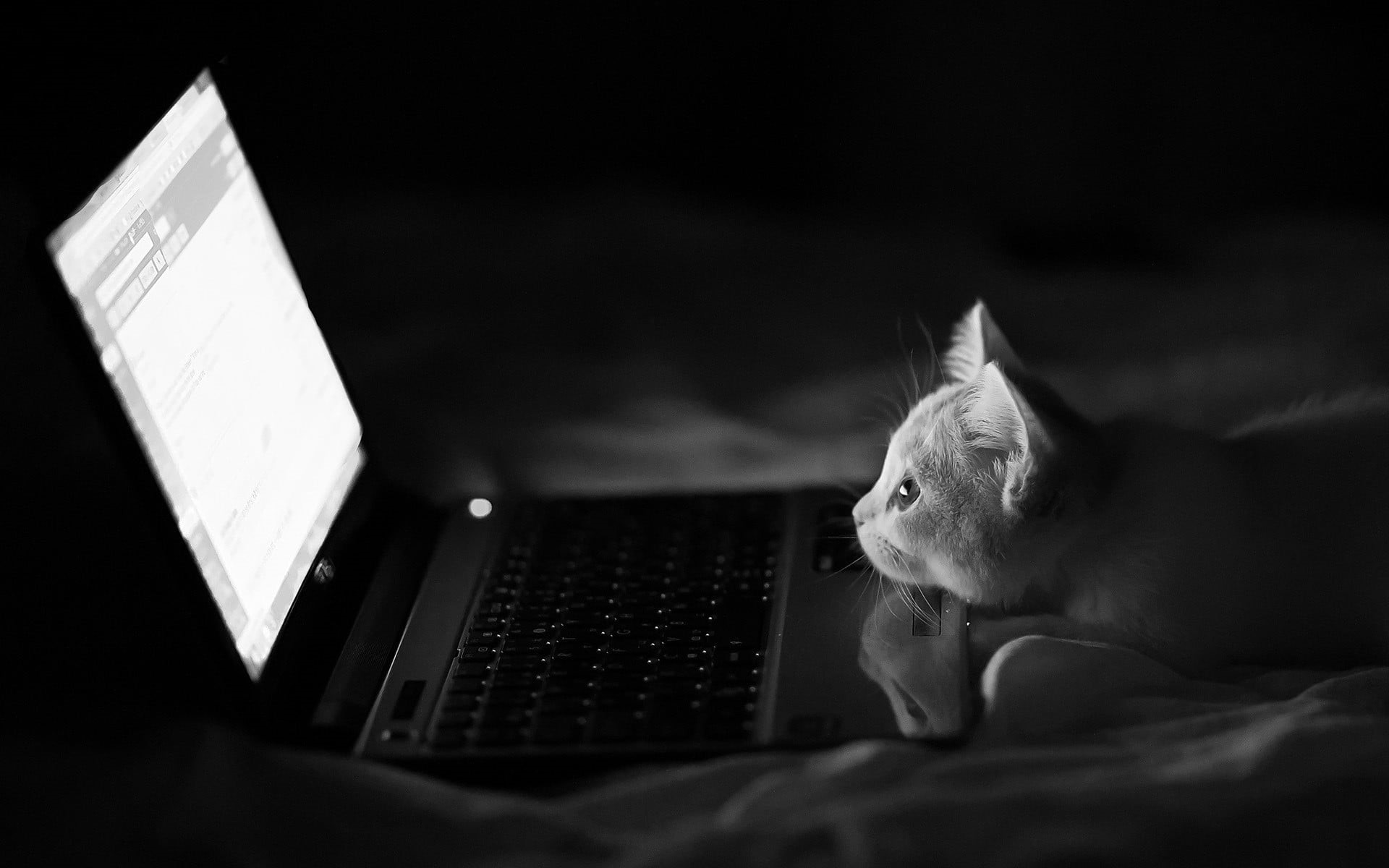 internet, animals, animal, laptop, notebooks, indoors, mammal, gray, sitting, kitten, communication, friendship, using laptop, wireless technology, furniture, HD Wallpaper