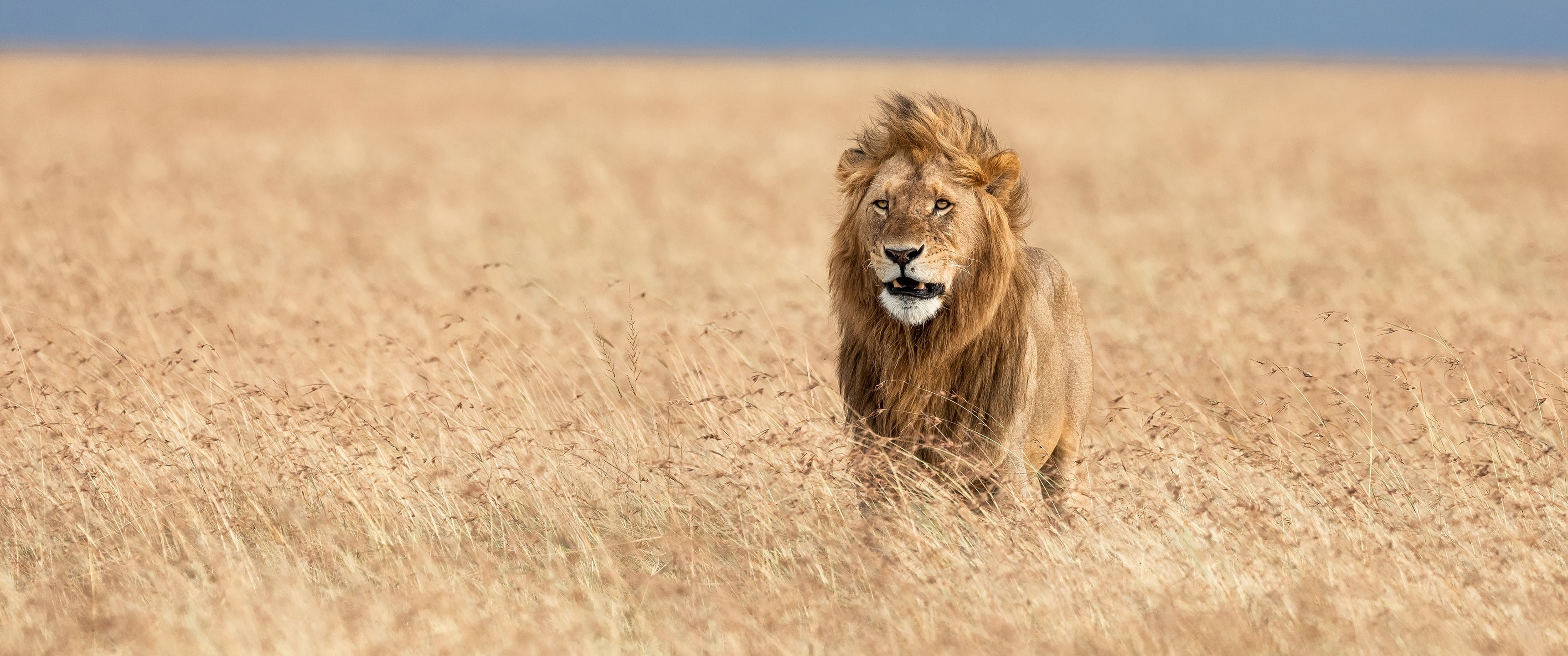 lion, wildlife, animals, 2K, ultrawide, ultra-wide, HD Wallpaper