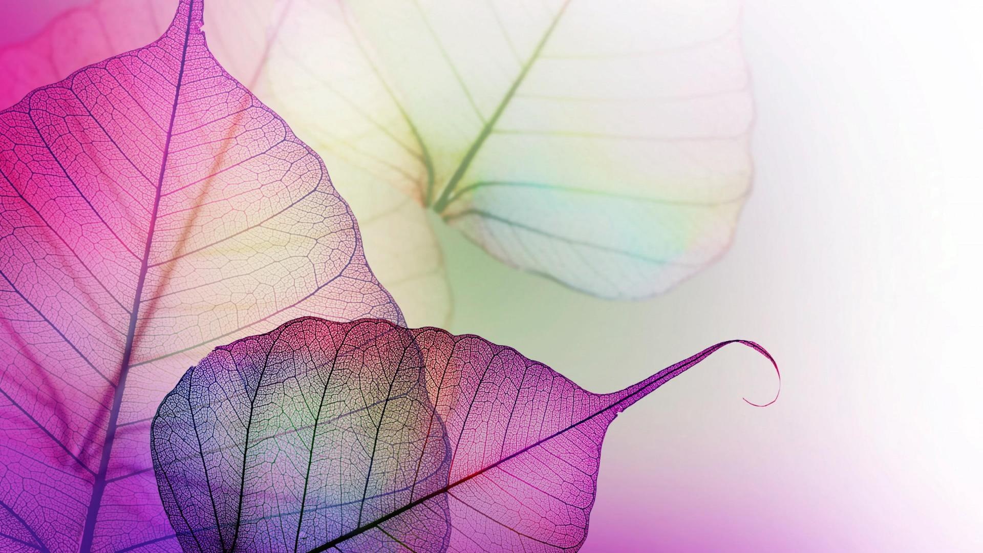 digital, pink, rose, gift, decoration, art, color, shape, 1080P, graphic, texture, pattern, design, flower, light, HD Wallpaper