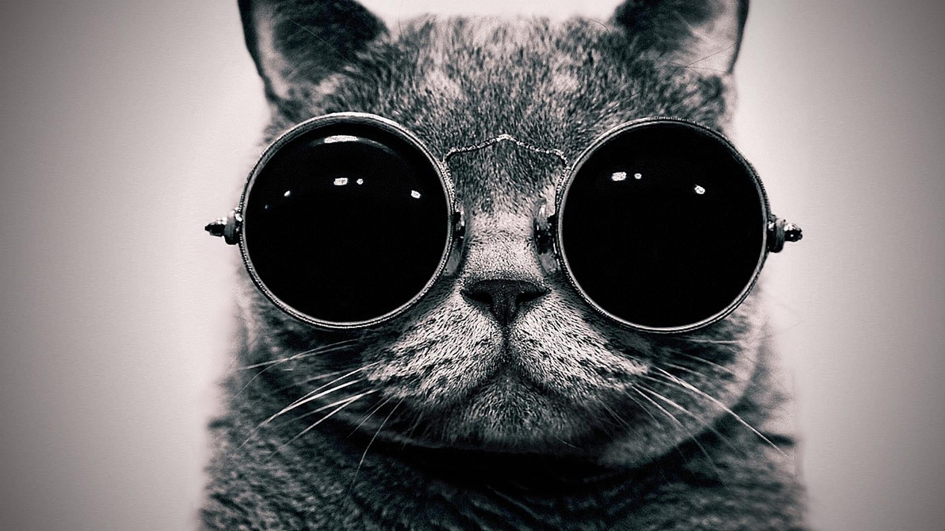 monochrome, wearing, animals, humor, domestic, digital, pets, animal body part, sunglasses, fun, gray, glasses, fashion, domestic animals, animal, looking at camera, HD Wallpaper