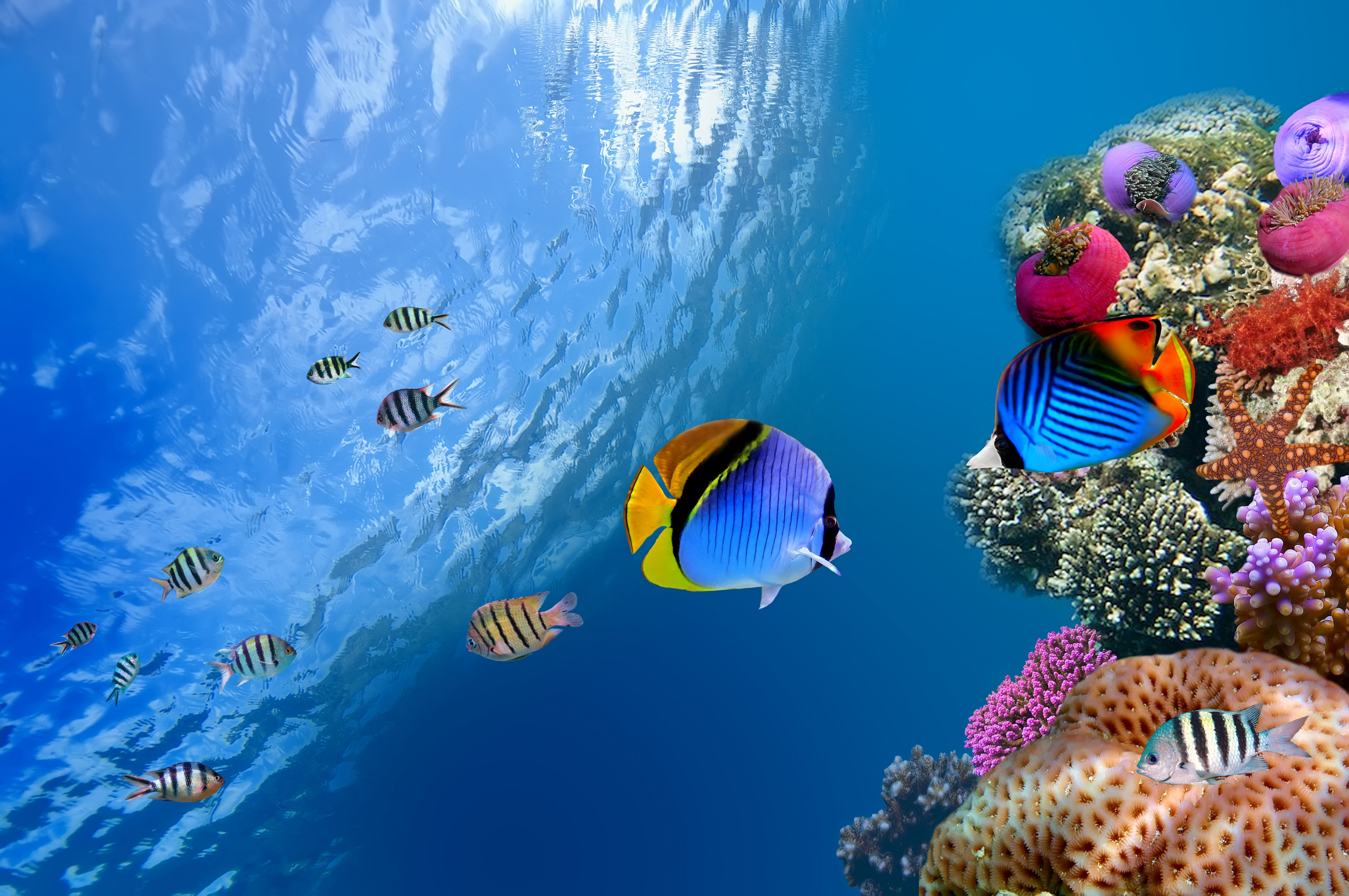 nature, fish, invertebrate, underwater, blue, snorkeling, animal, 8K, ocean, outdoors, tropical Climate, the ocean, animals in the wild, beauty in nature, HD Wallpaper
