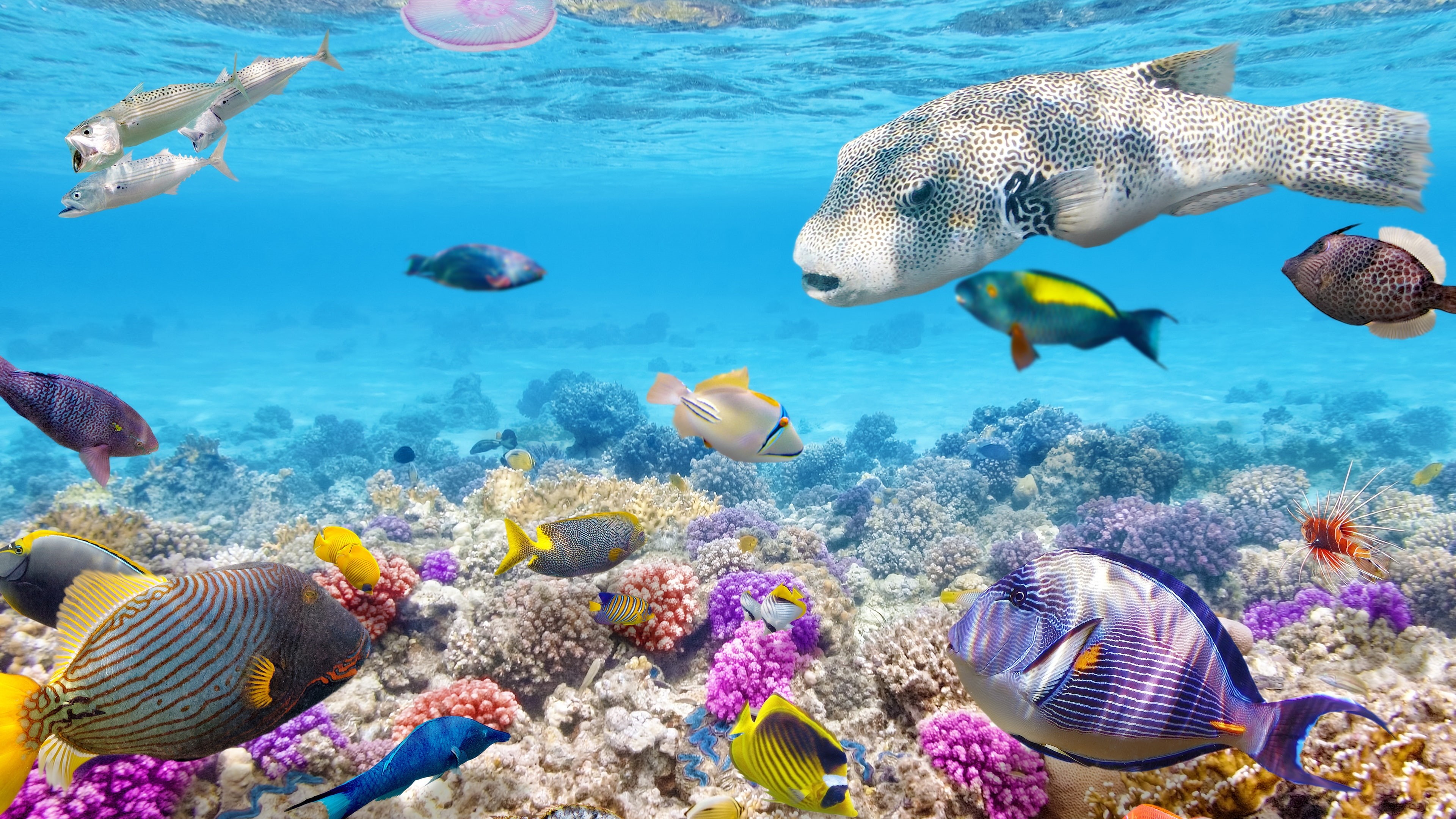 Coral, Tropical, Fishes, Underwater, Ocean, 4K, Reef, HD Wallpaper