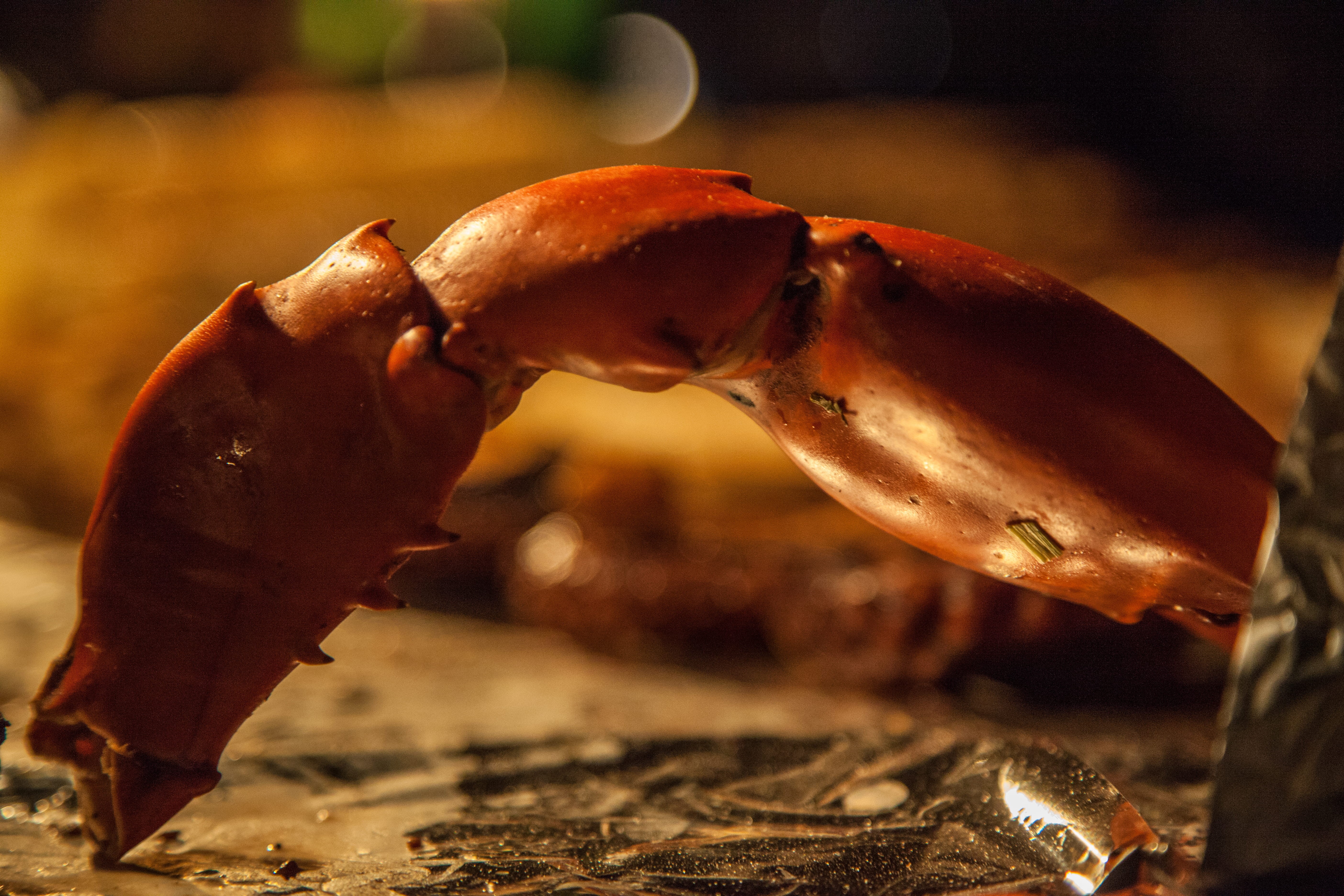 outdoor, close-up, marine, crustacean, seafood, animal body part, focus on foreground, forodhani, tanzania, food, 5K, animal, somethinggreatoutdoor, forodhani gardens, HD Wallpaper