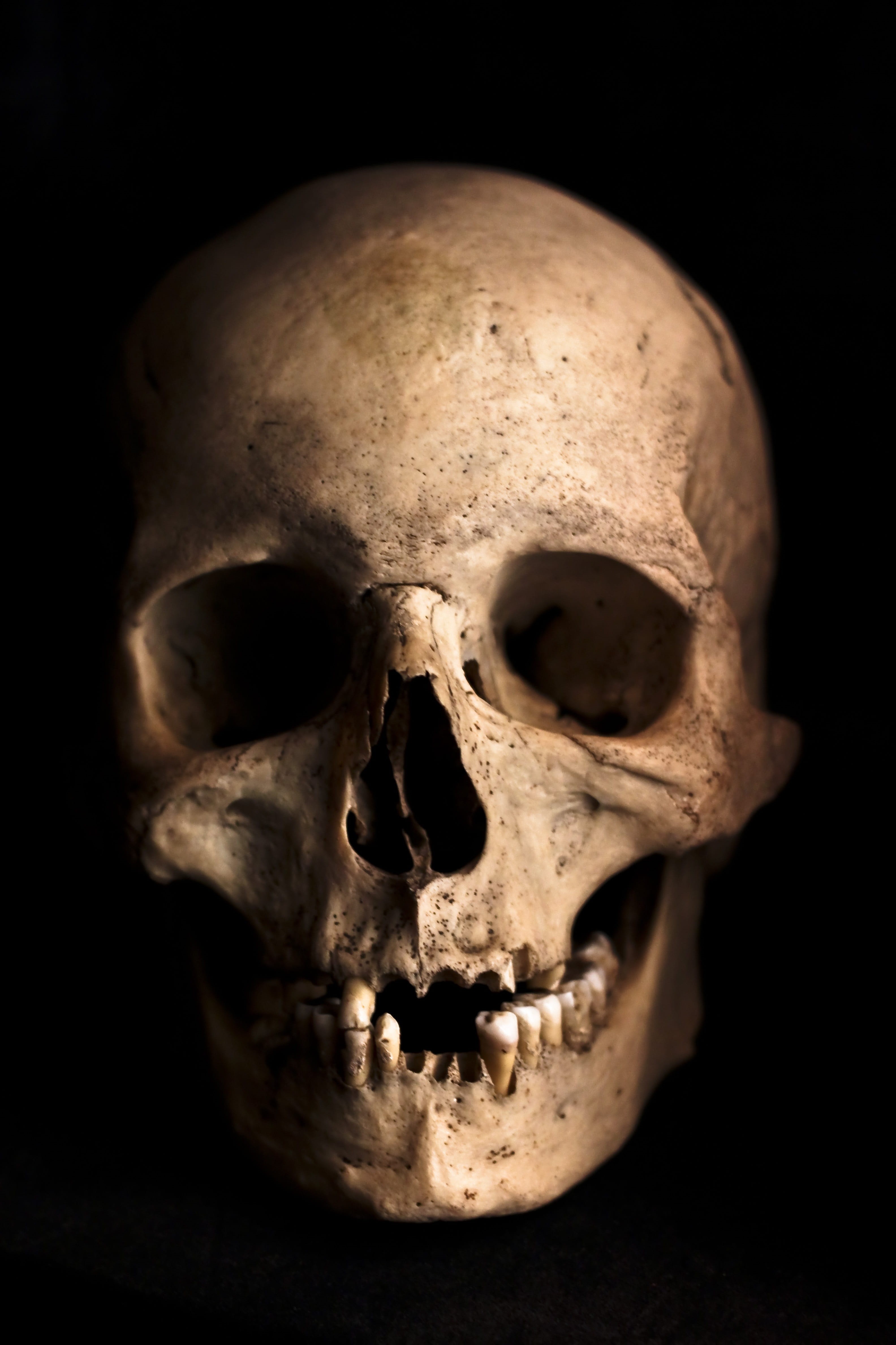 white, body, halloween, science, death, danger, dead, human face, human body part, old, gothic, cranium, single object, indoors, emotion, black background, Phone HD Wallpaper