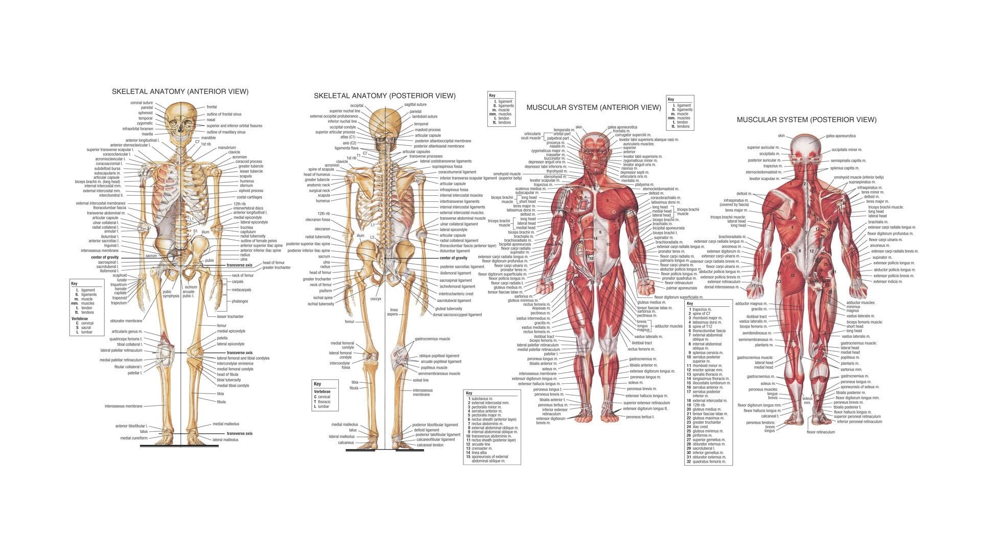 hd, anatomy, body, 1080P, human, muscles, bones, HD Wallpaper