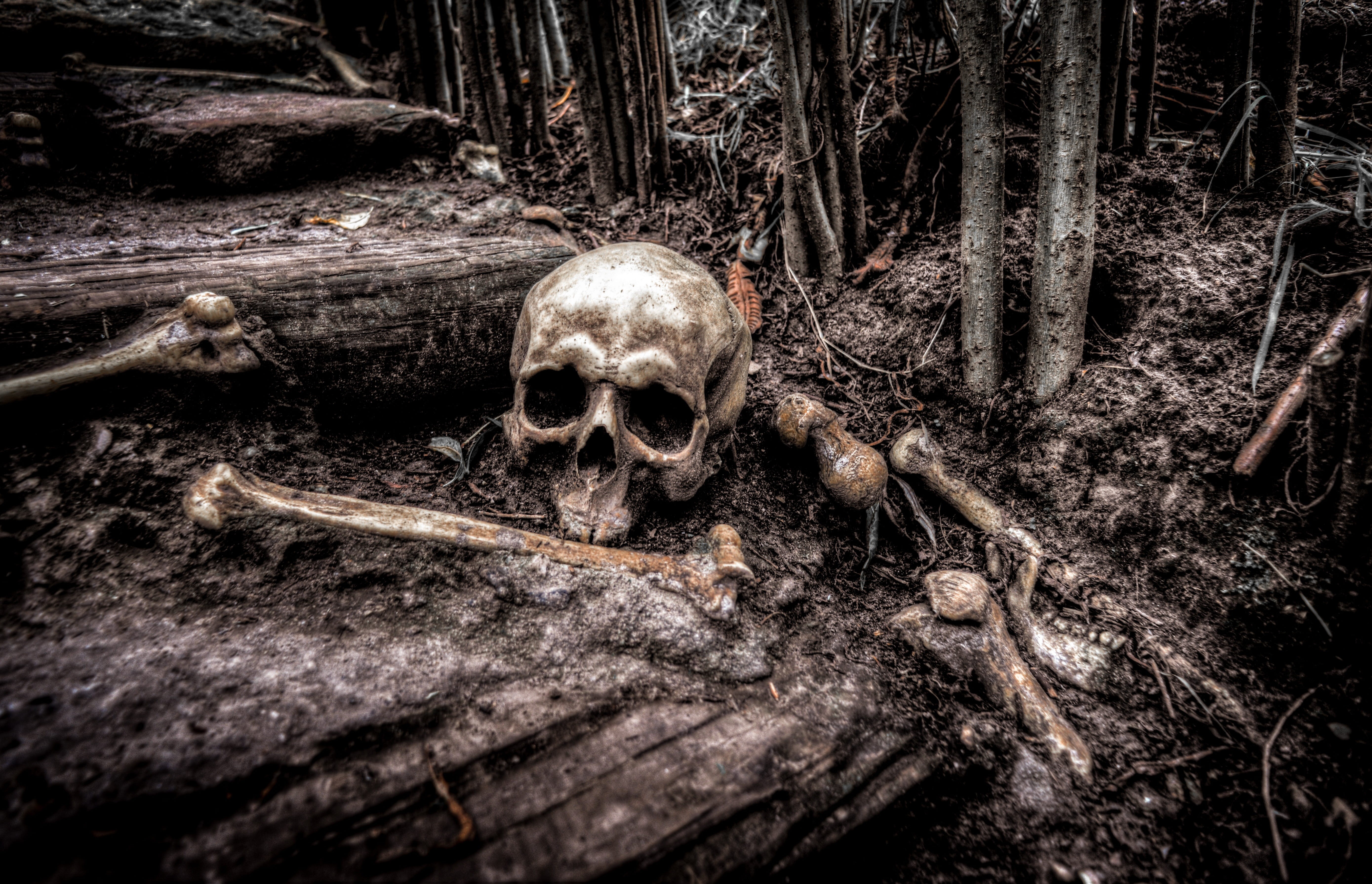pirate, horror, skull and bones, dead, human, human body part, soil, spooky, tree, sign, death, fear, bones, mystery, people, head, bone, creepy, forest, HD Wallpaper