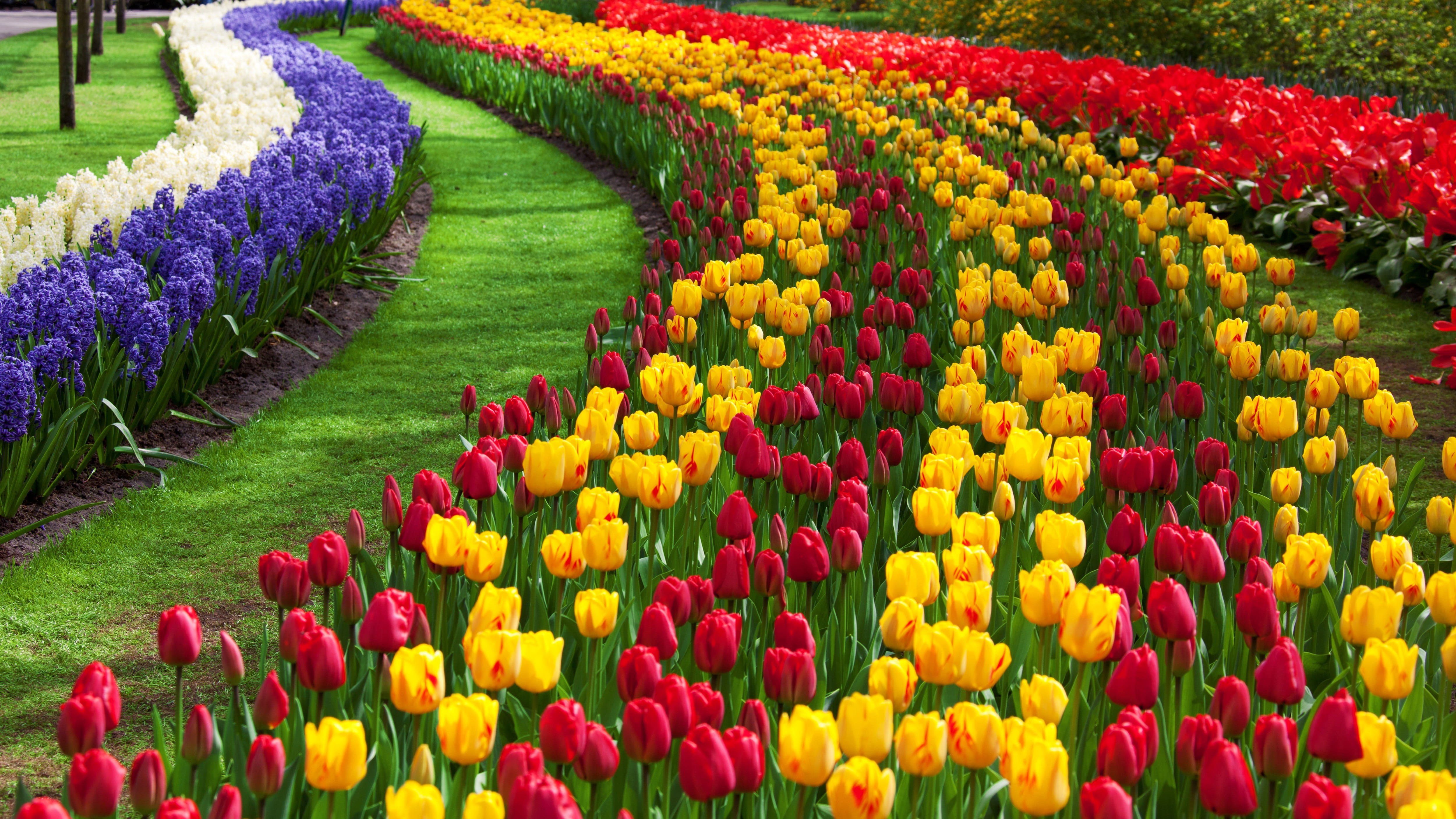 abundance, petal, multi Colored, fresh, formal Garden, green Color, garden, outdoors, agriculture, Blossoms, Flower, beauty In Nature, blossom, color Image, HD Wallpaper