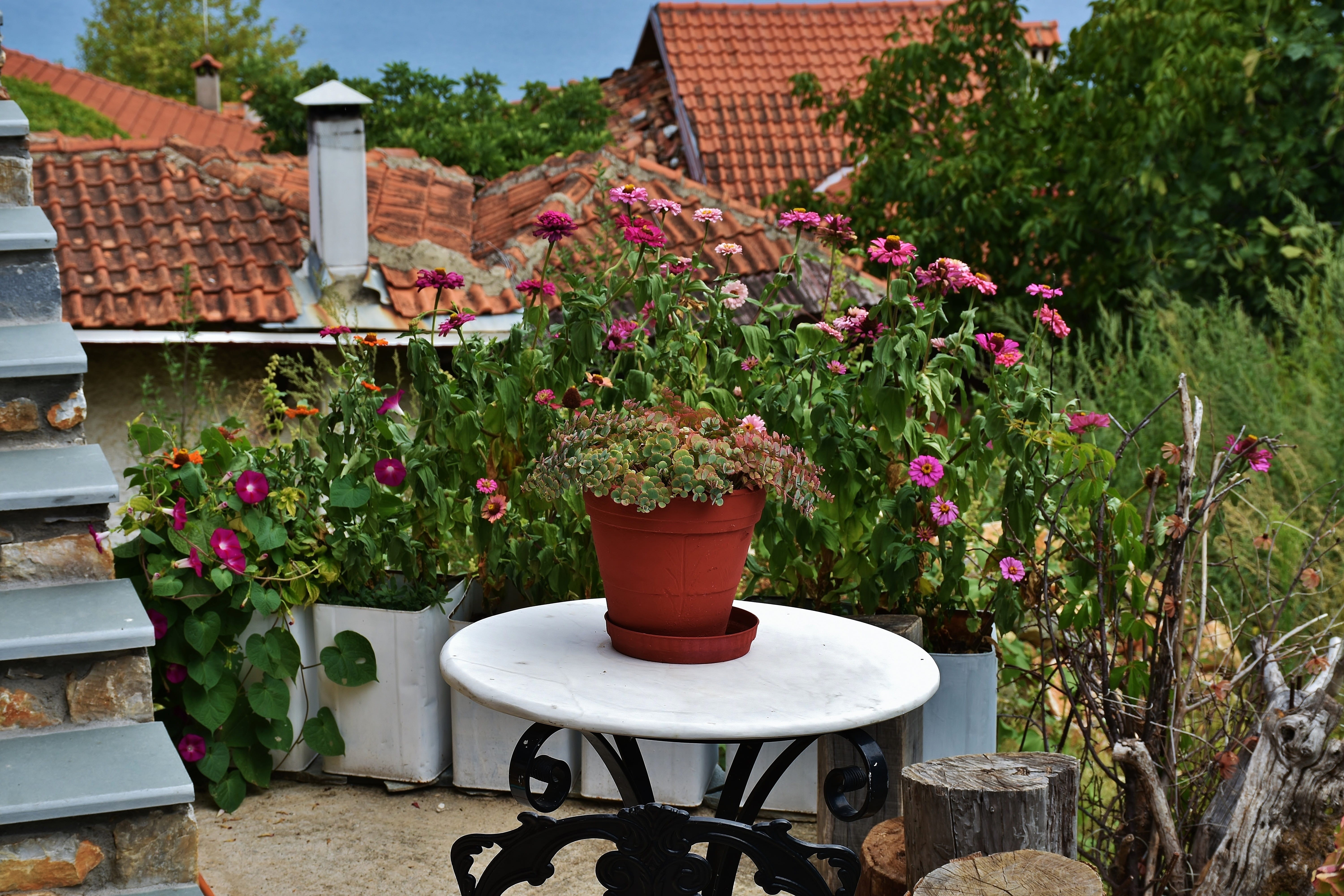hilly, front or back yard, building exterior, pink, outside, holiday, flowering plant, tree, potted, olympus, platamonas, 5K, outlook, architecture, no people, HD Wallpaper