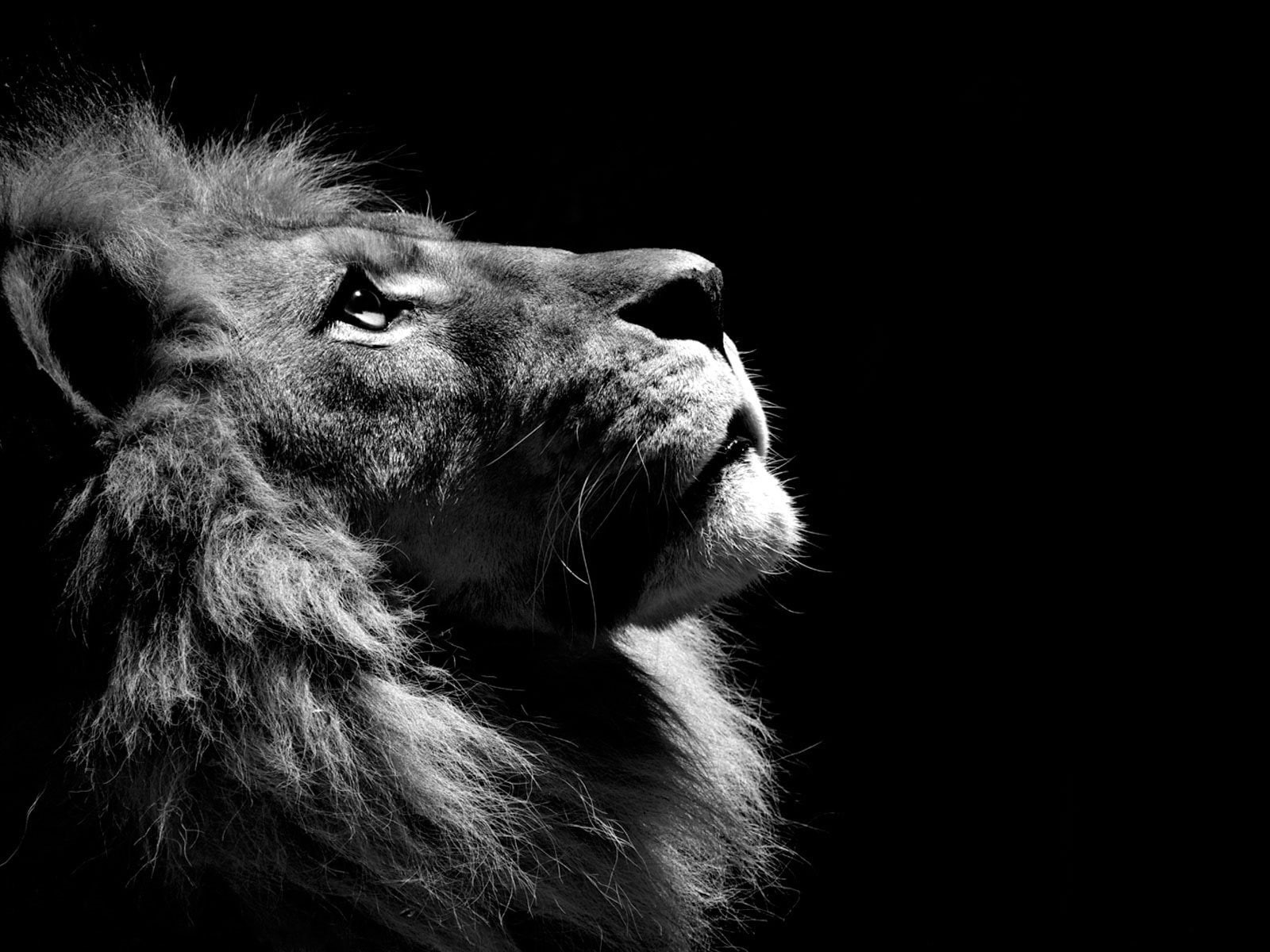 white, photography, 720P, background, animal, black and white, black, lion, dark background, dark, HD Wallpaper