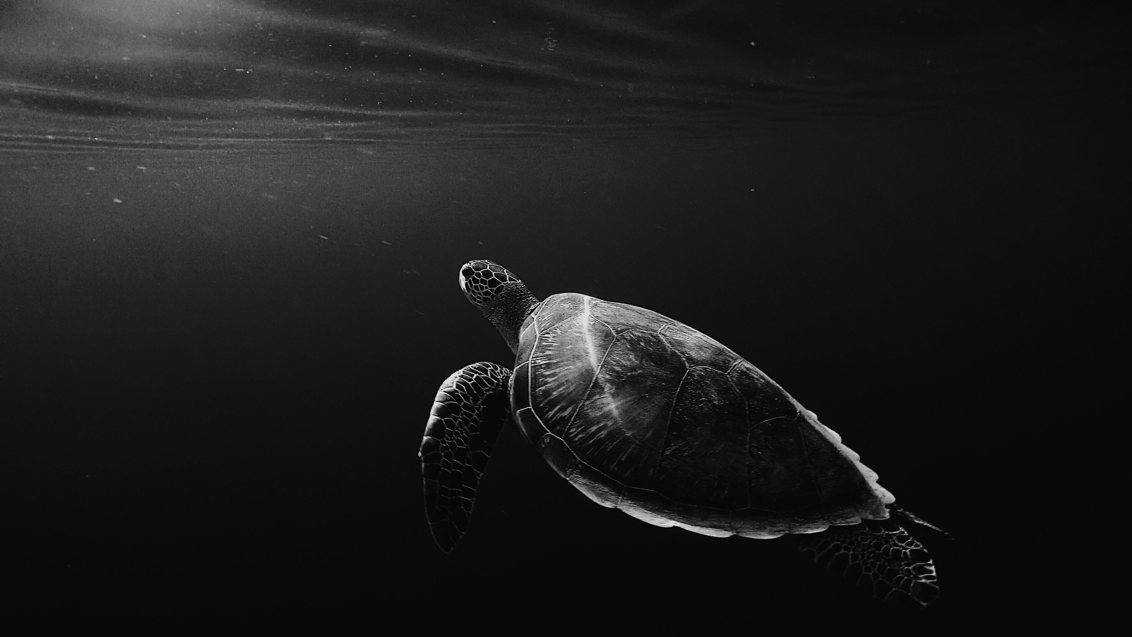 nature, swimming, marine, marine biology, black and white, tortoise shell, animal shell, animal wildlife, vertebrate, underwater, one animal, undersea, HD Wallpaper