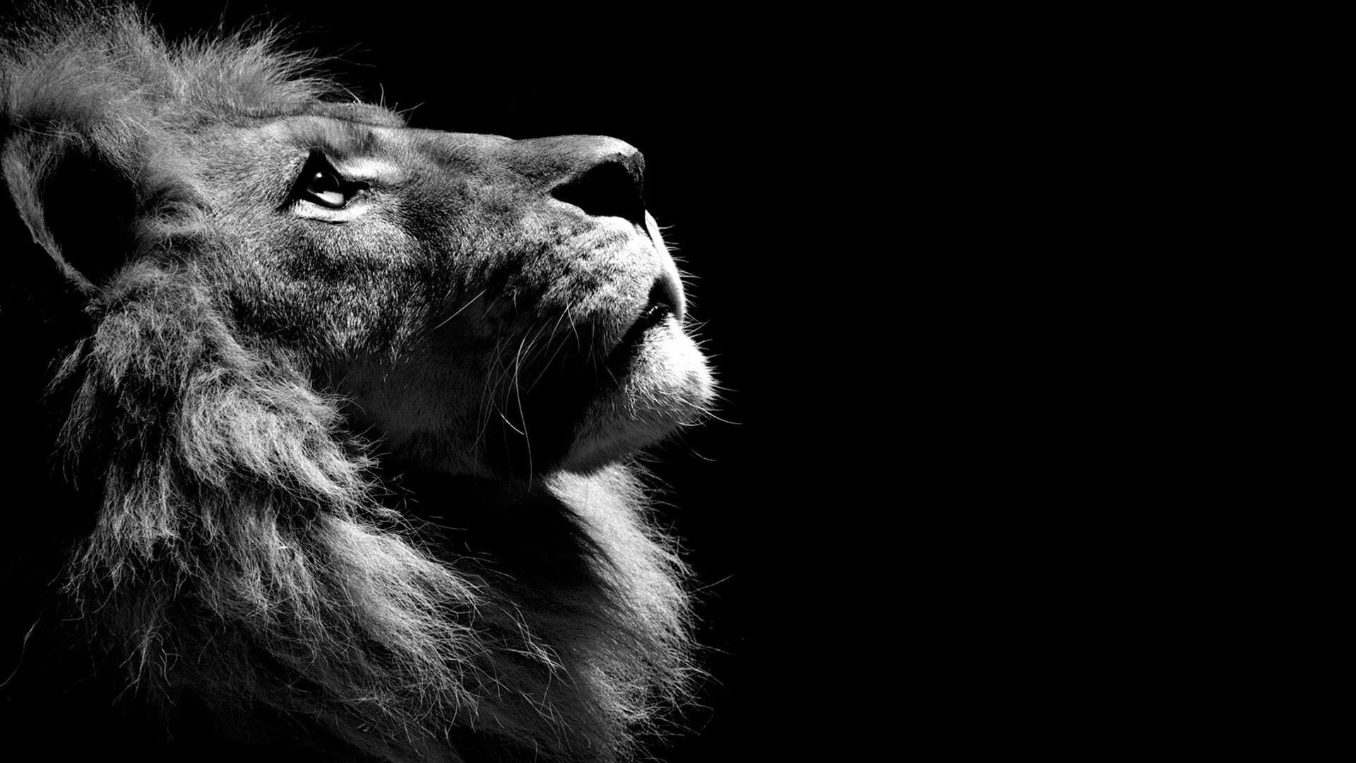 animal themes, looking, copy space, mammal, profile view, 1080P, one animal, animal, black, animal head, animal body part, lion, animal mouth, close-up, HD Wallpaper