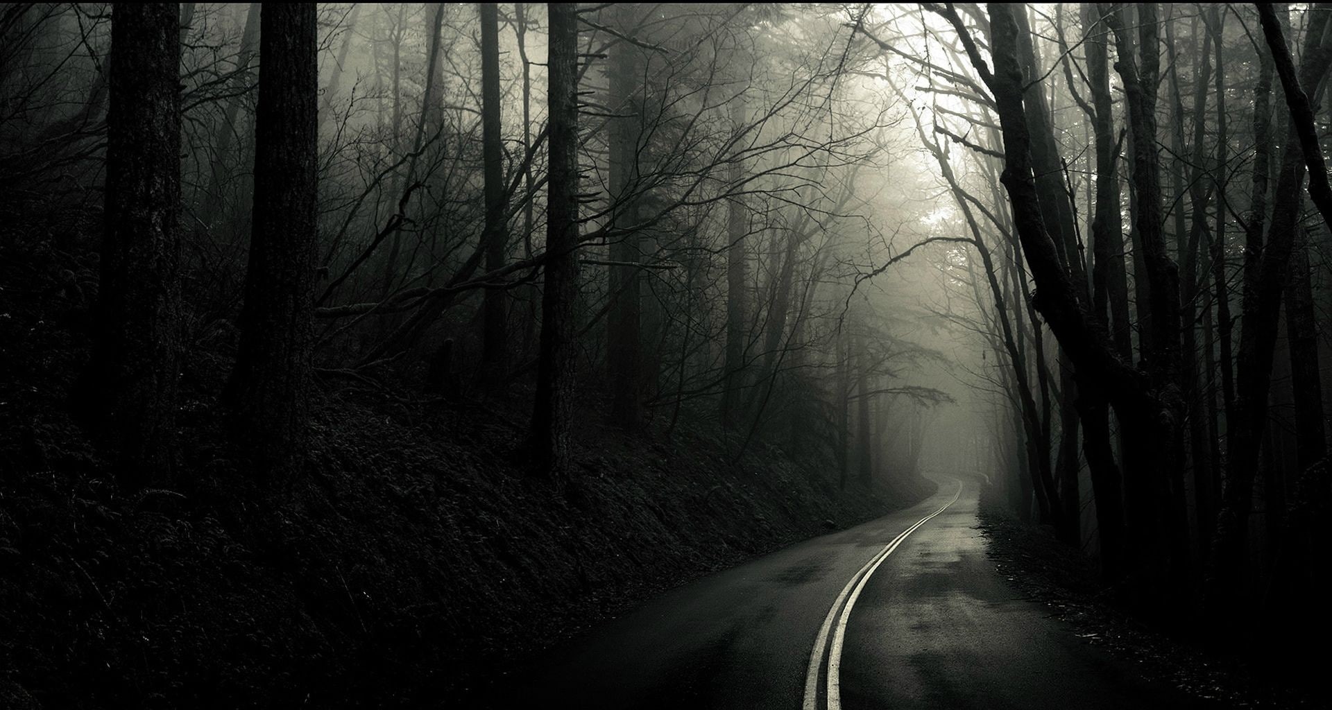 trees, monochrome, forest, 1080P, road, dark, HD Wallpaper