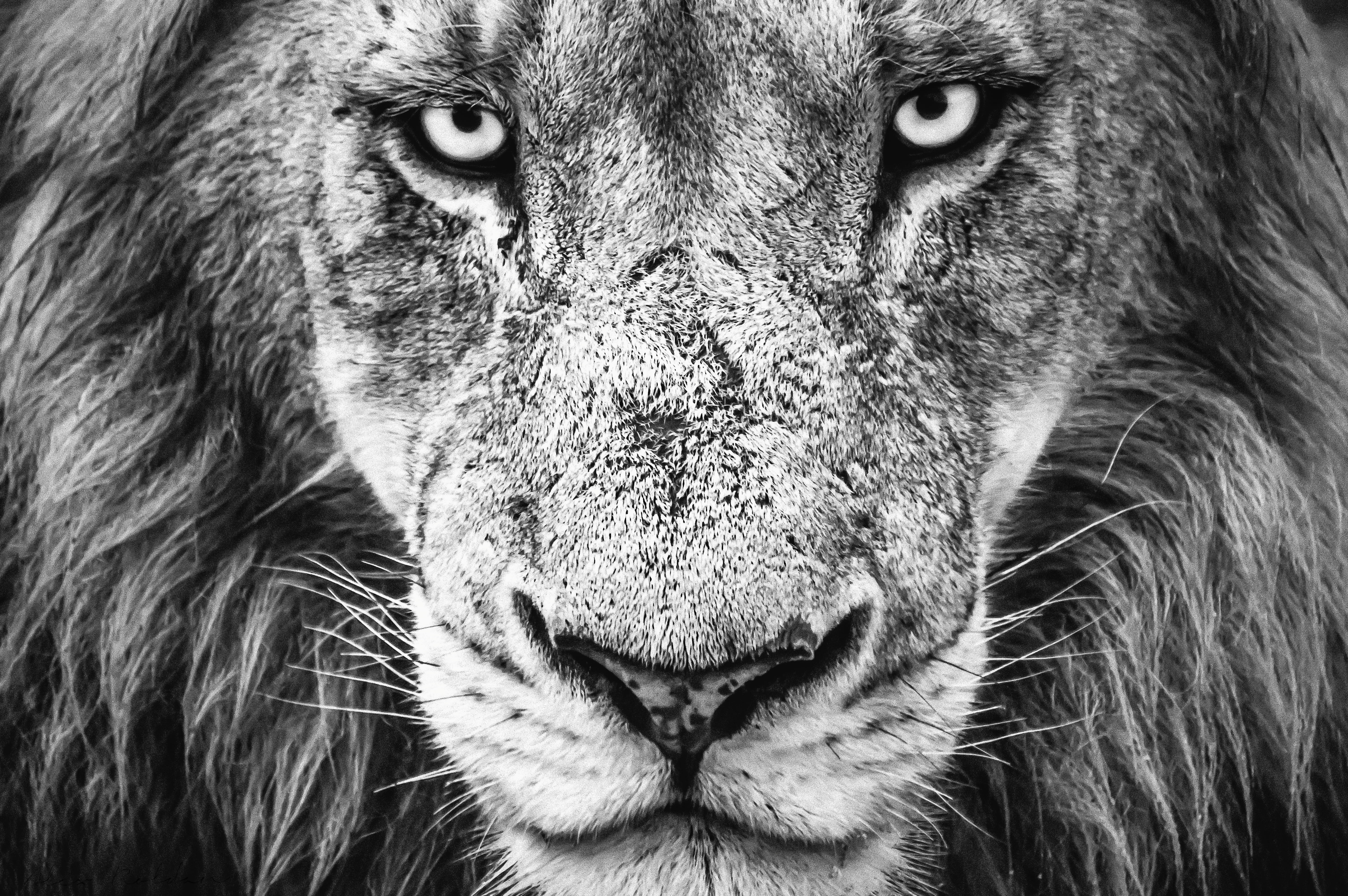 5K, carnivore, animal head, wild, safari, close-up, head, cat, aggression, big, mammal, gray, whiskers, black and white, wildlife, animal wildlife, one animal, HD Wallpaper