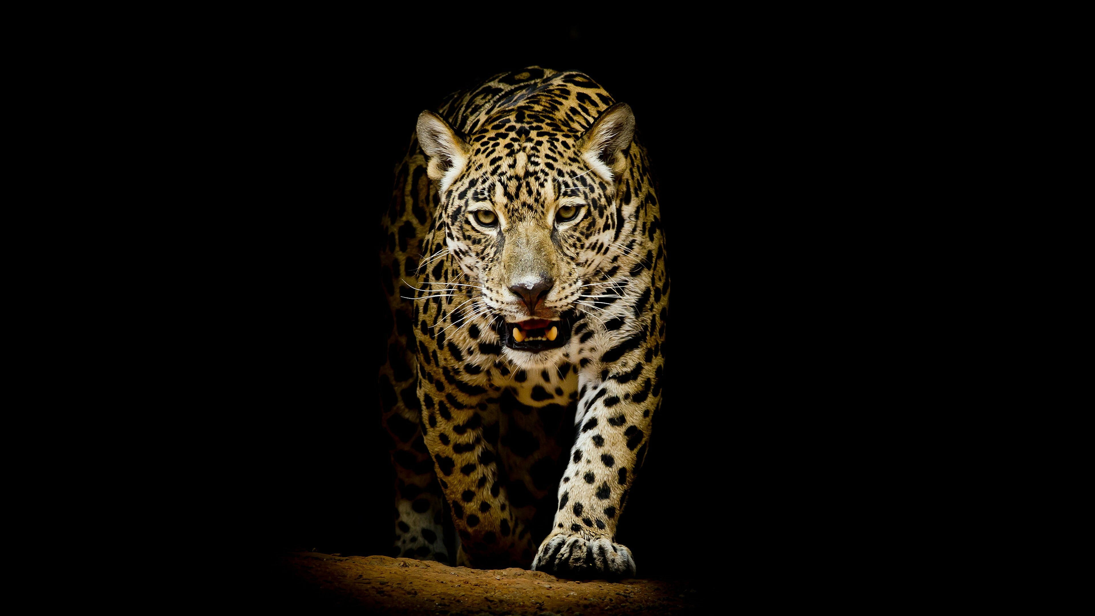 terrestrial animal, big cat, mammal, 4K, darkness, leopard, wildlife, dark, whiskers, HD Wallpaper