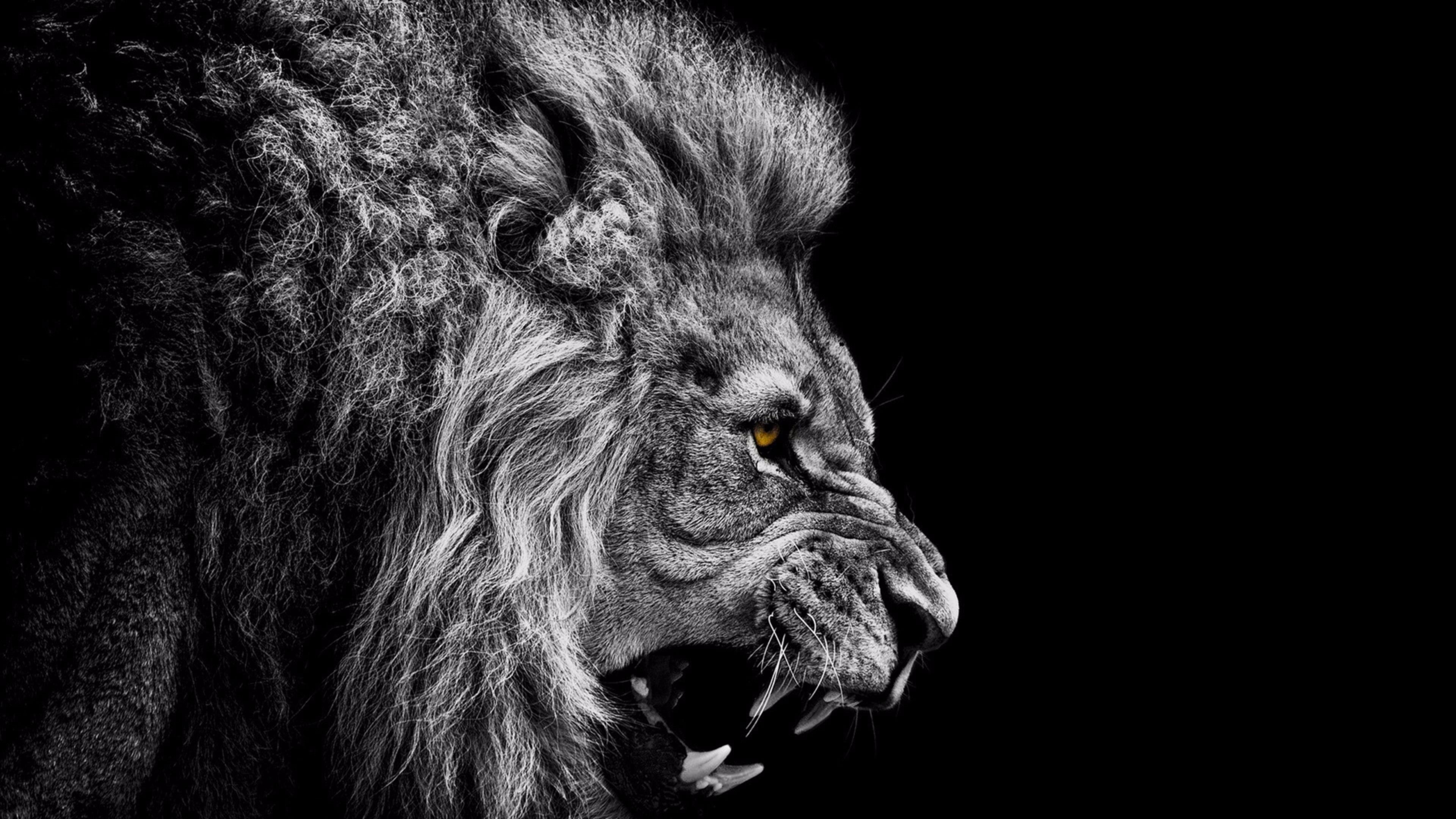 4K, animal, monochrome, monochrome photography, eyes, black, lion, dark, wild, HD Wallpaper
