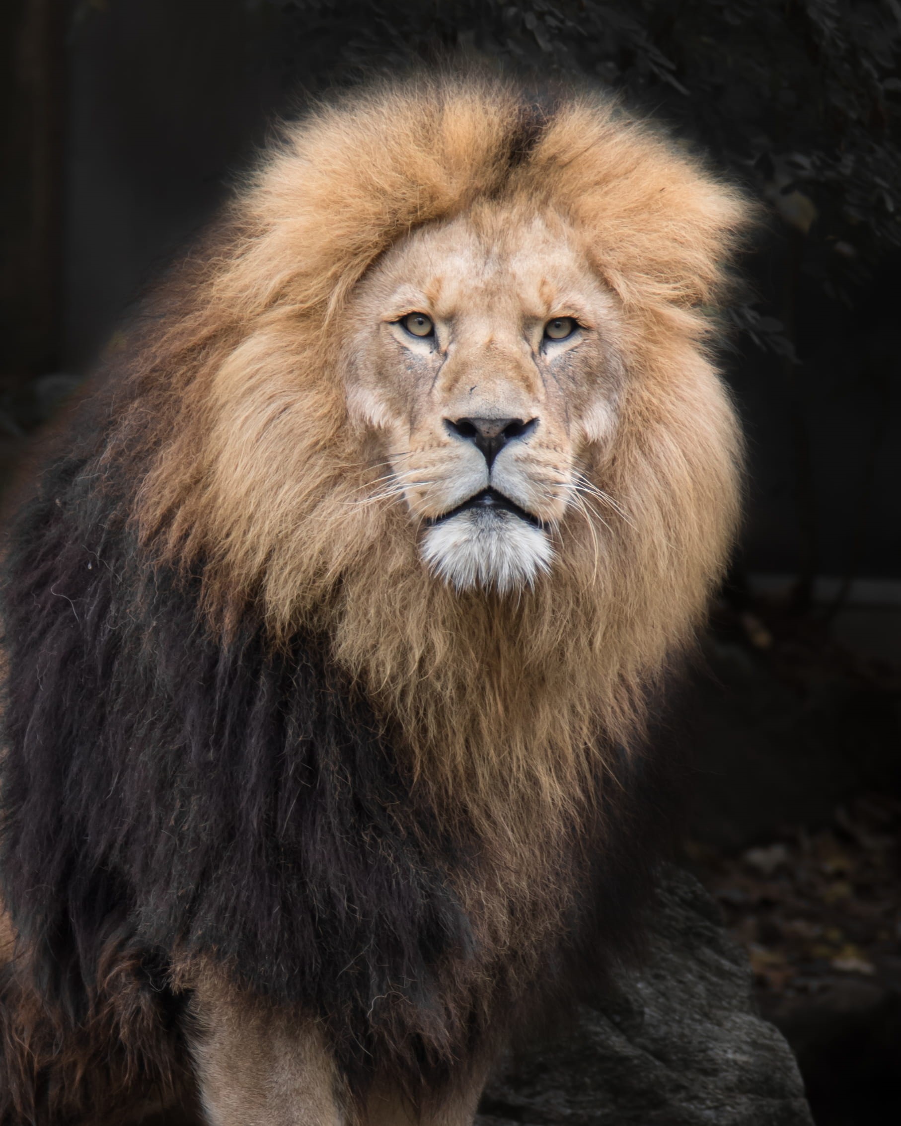 animal themes, feline, safari, male animal, animal photography, one animal, cat, looking away, hair, mammal, vertebrate, 1080P, outdoors, predator, animal, Phone HD Wallpaper