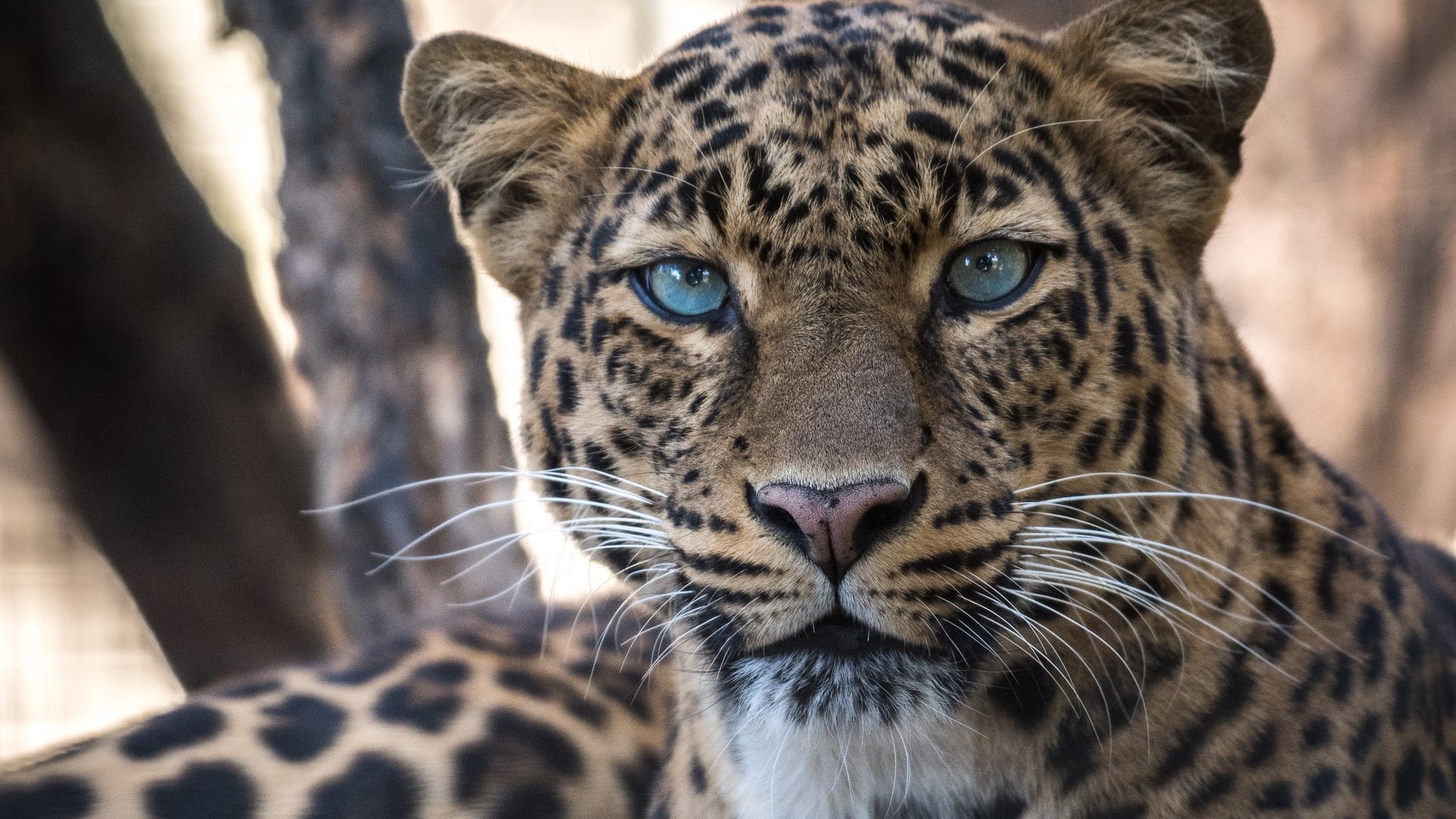 whiskers, animals, leopard, 1080P, big cats, HD Wallpaper