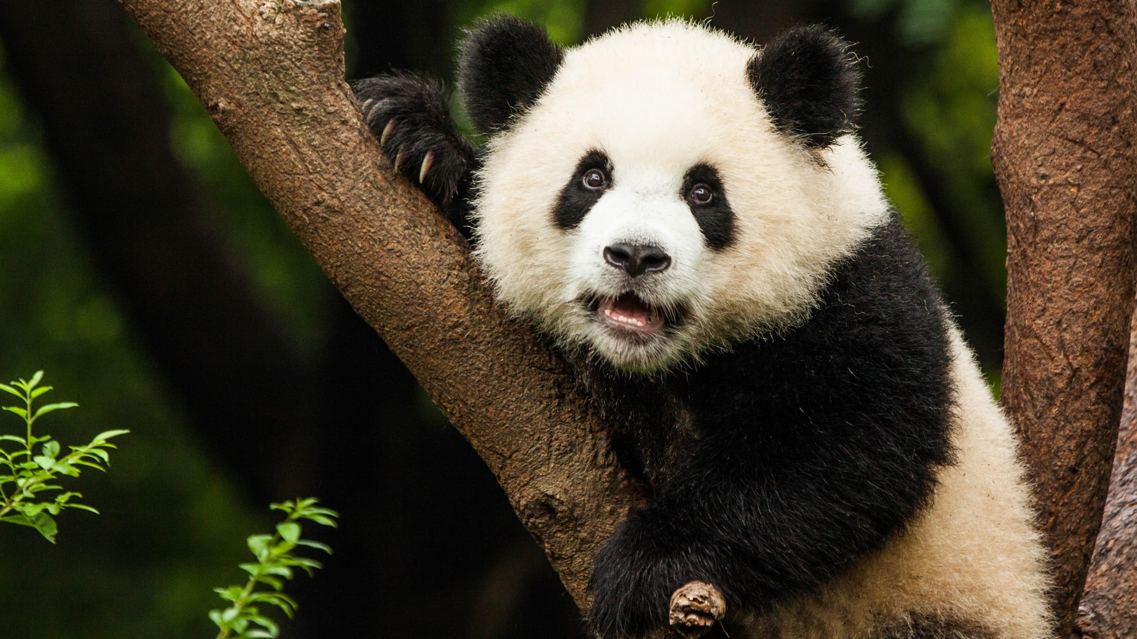  GIANT PANDA HD Wallpapers