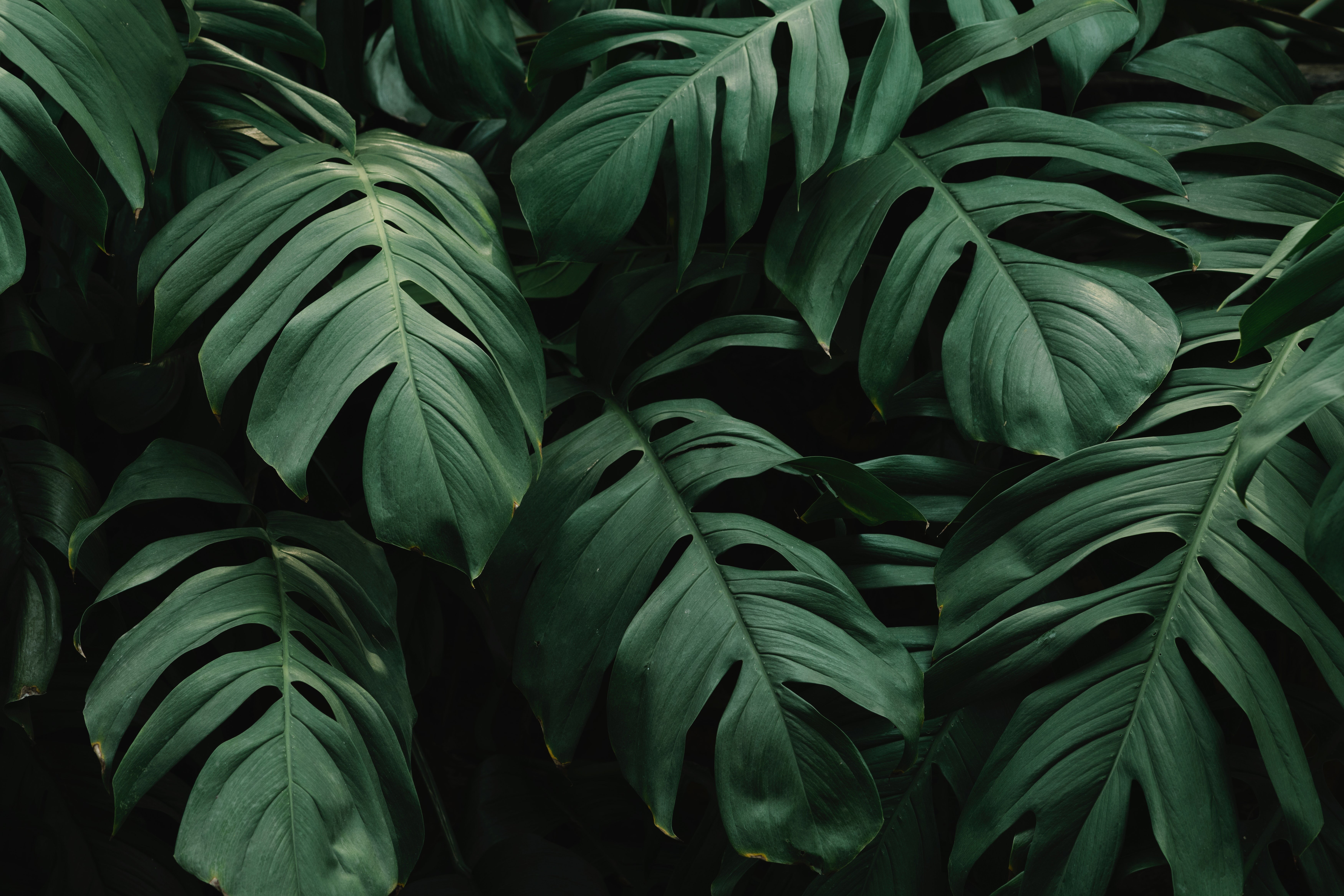 beautiful, 5K, monstera, green leaves, HD Wallpaper