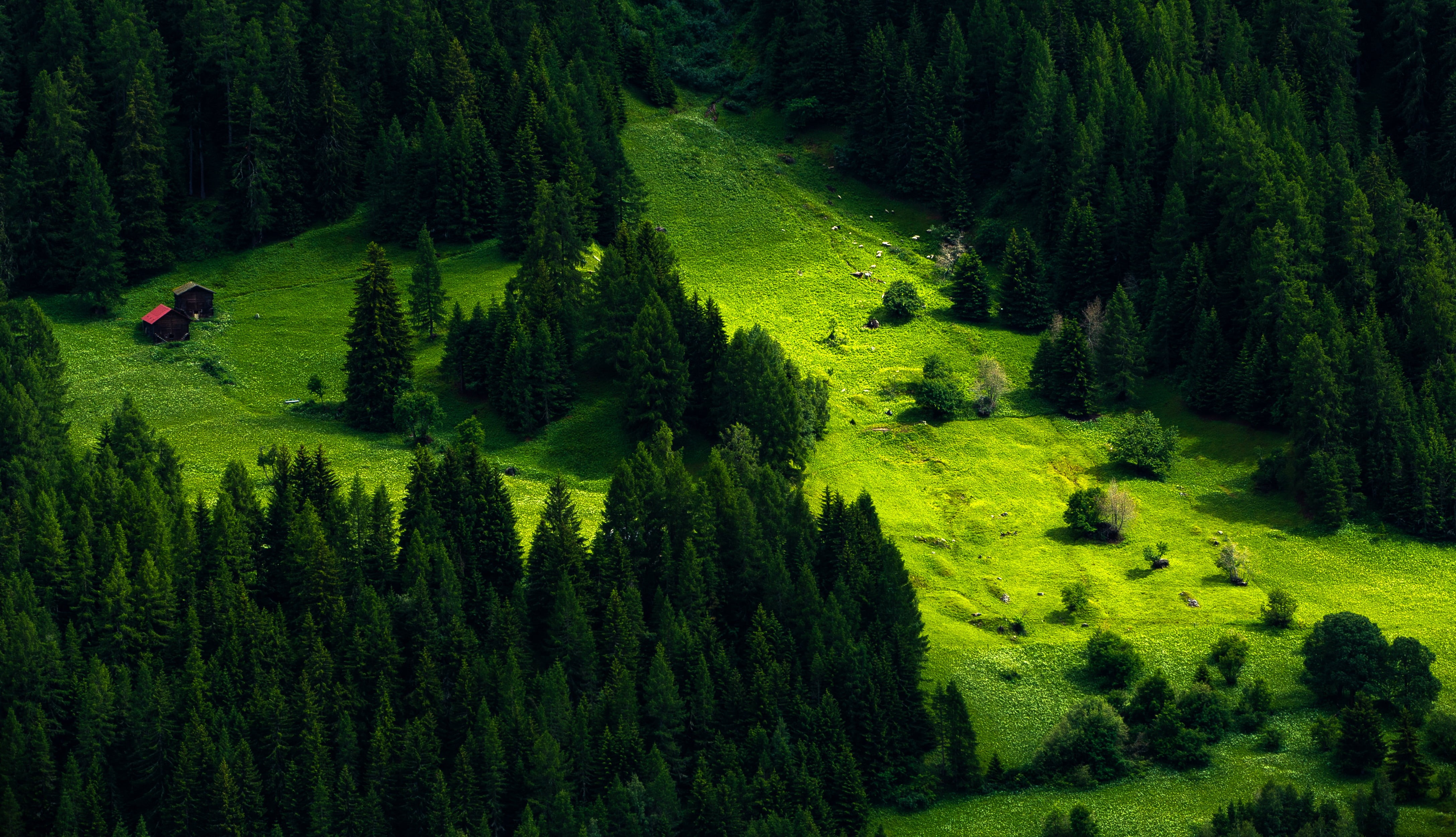 field, tranquil scene, land, day, cabin, nature, scenics - nature, growth, forest, beauty in nature, green, pine tree, trees, grass, green color, rolling landscape, HD Wallpaper