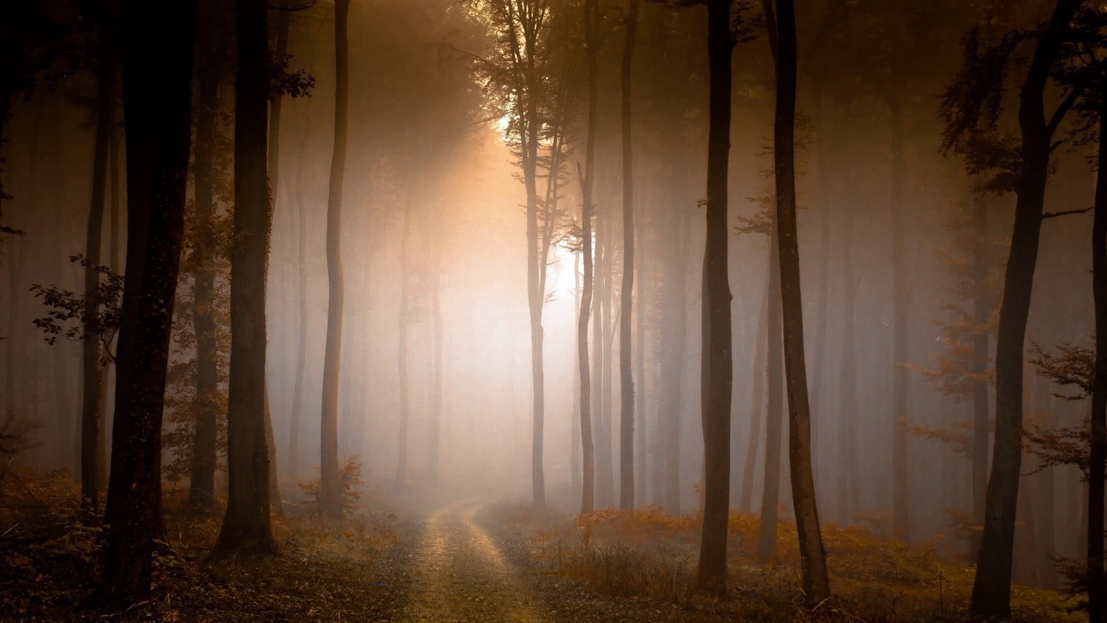 dawn, fog, outdoors, autumn, land, landscape, tree trunk, tree, pine tree, plant, beauty in nature, forest, branch, fall, leaf, mist, environment, tranquility, HD Wallpaper