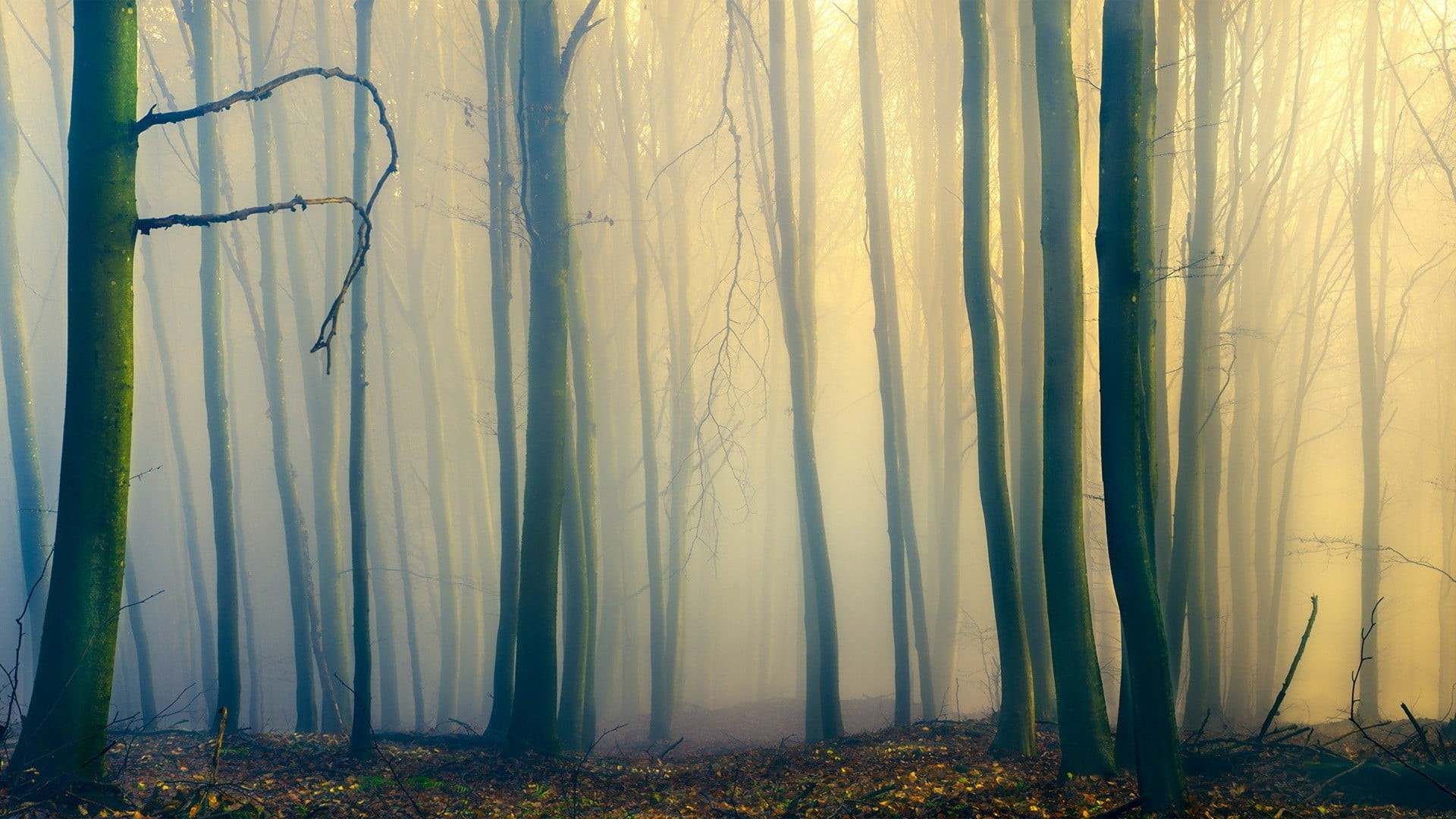 tree trunk, 1080P, land, spooky, halloween, trunk, tranquility, non-Urban Scene, forest, environment, mist, plant, horror, light - Natural Phenomenon, HD Wallpaper