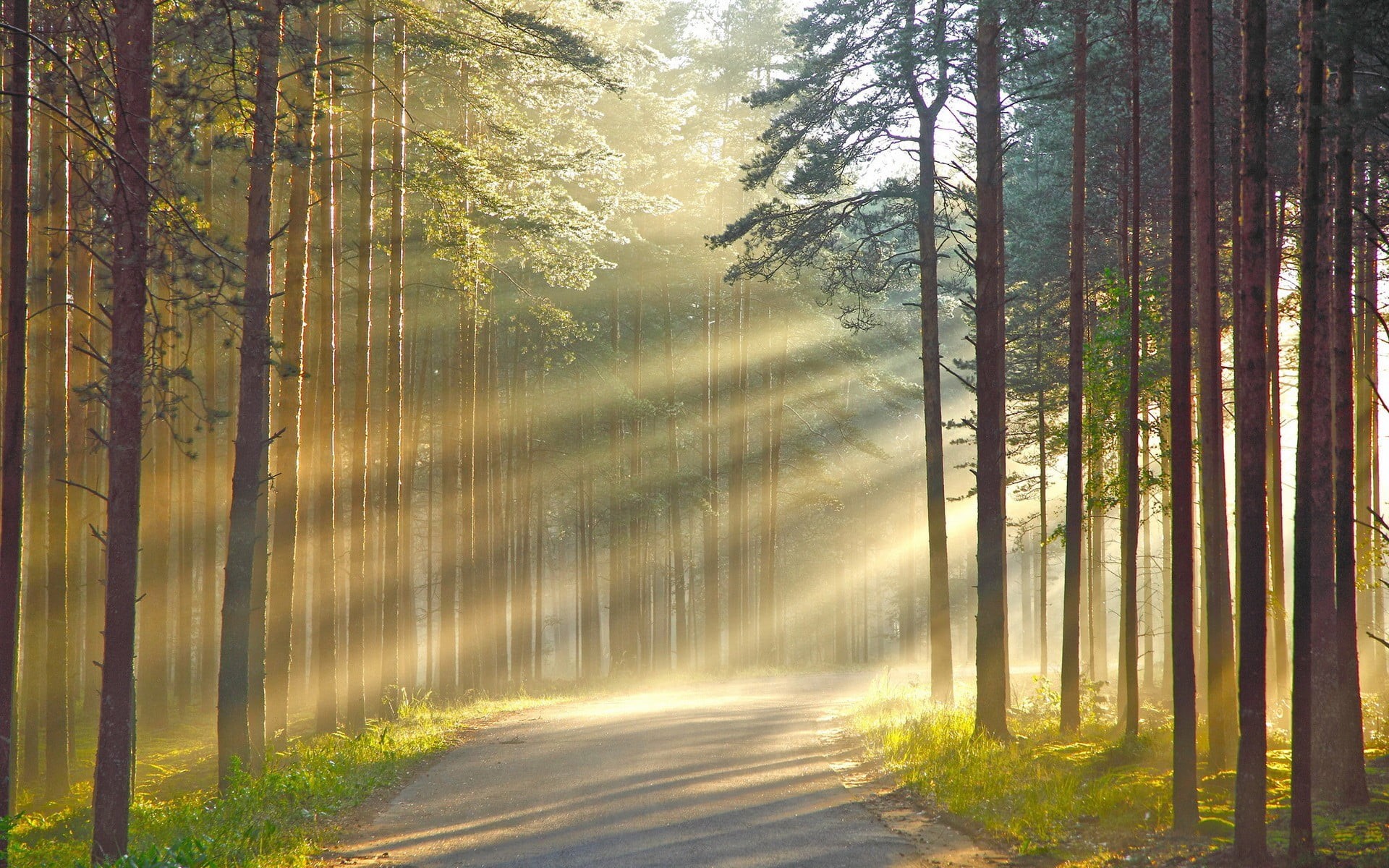 footpath, dawn, sunset, mist, summer, light - Natural Phenomenon, landscape, fantasy, sun rays, day, tranquil Scene, morning, wood, leaves, green Color, HD Wallpaper